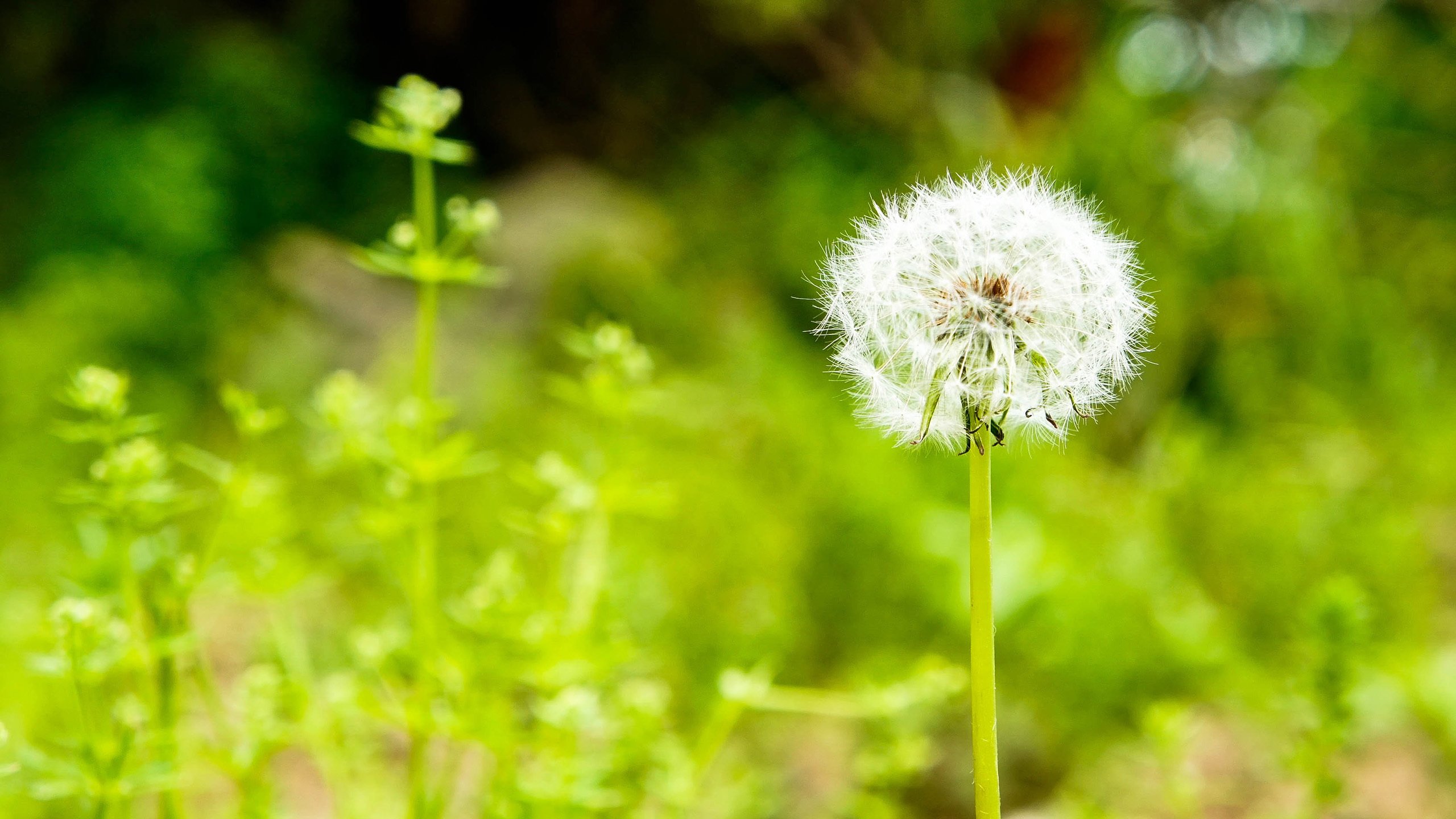 鸟语花香 蒲公英 野花