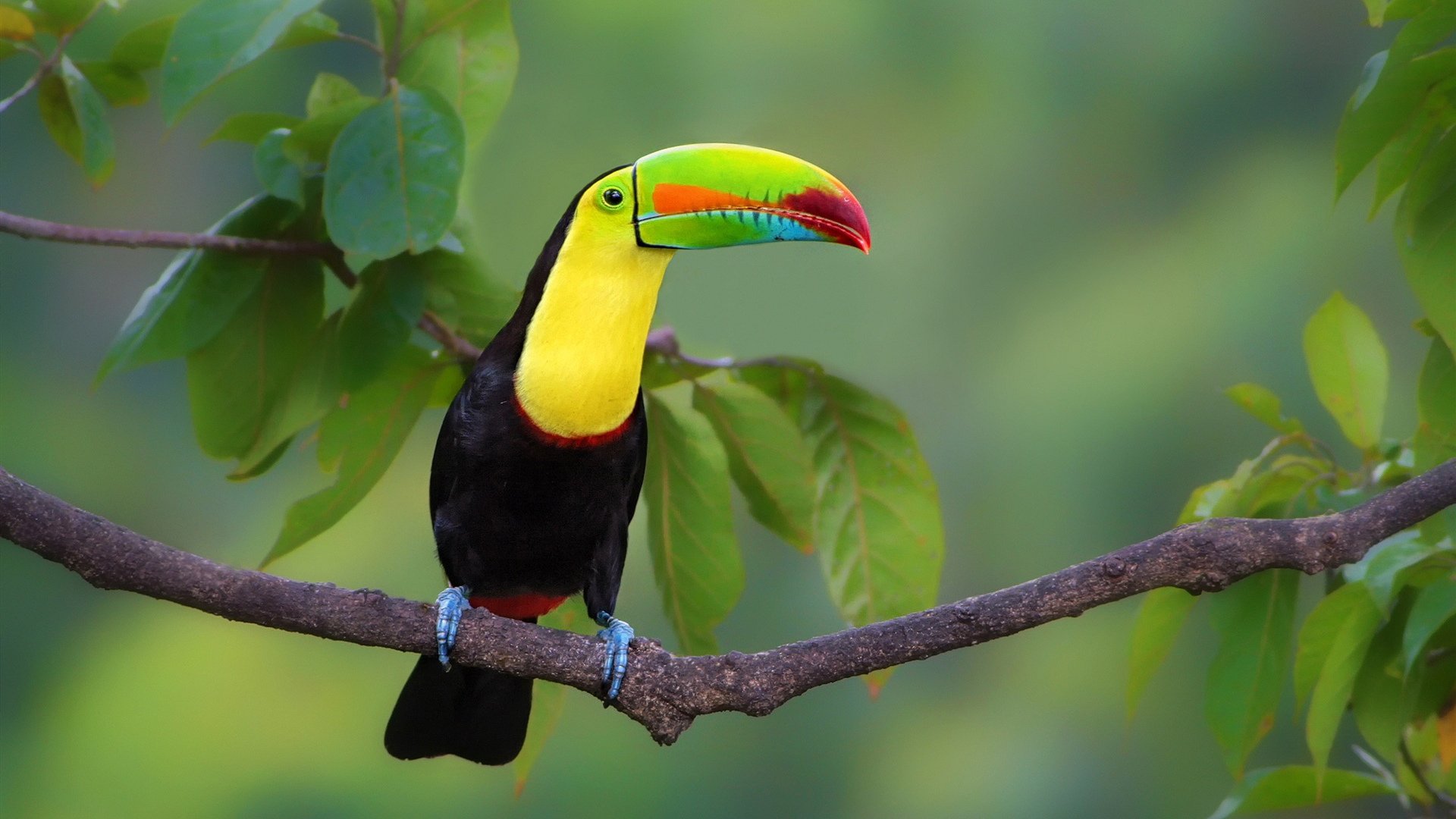 小鸟天地 大嘴鸟