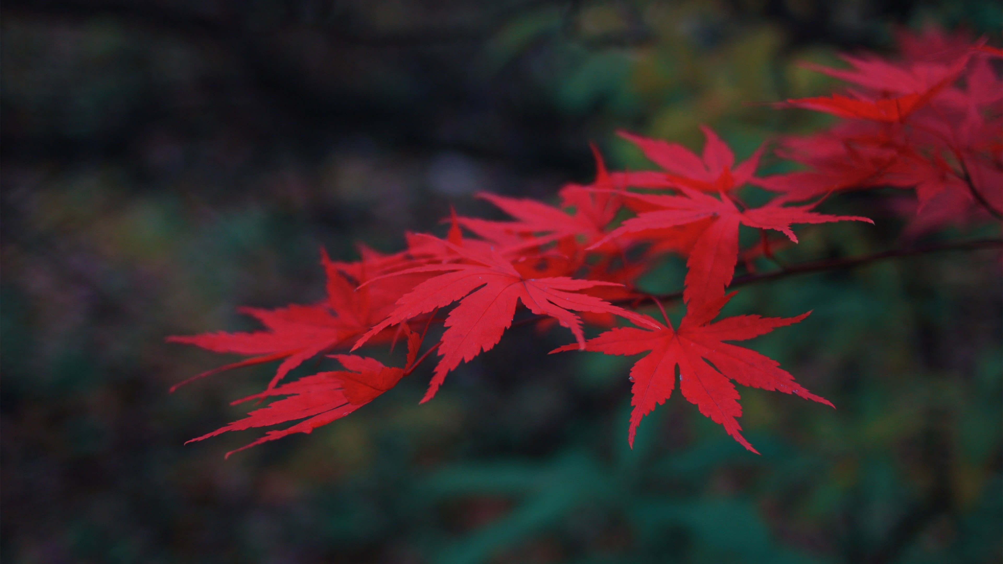 清新淡雅 红枫 树叶 秋