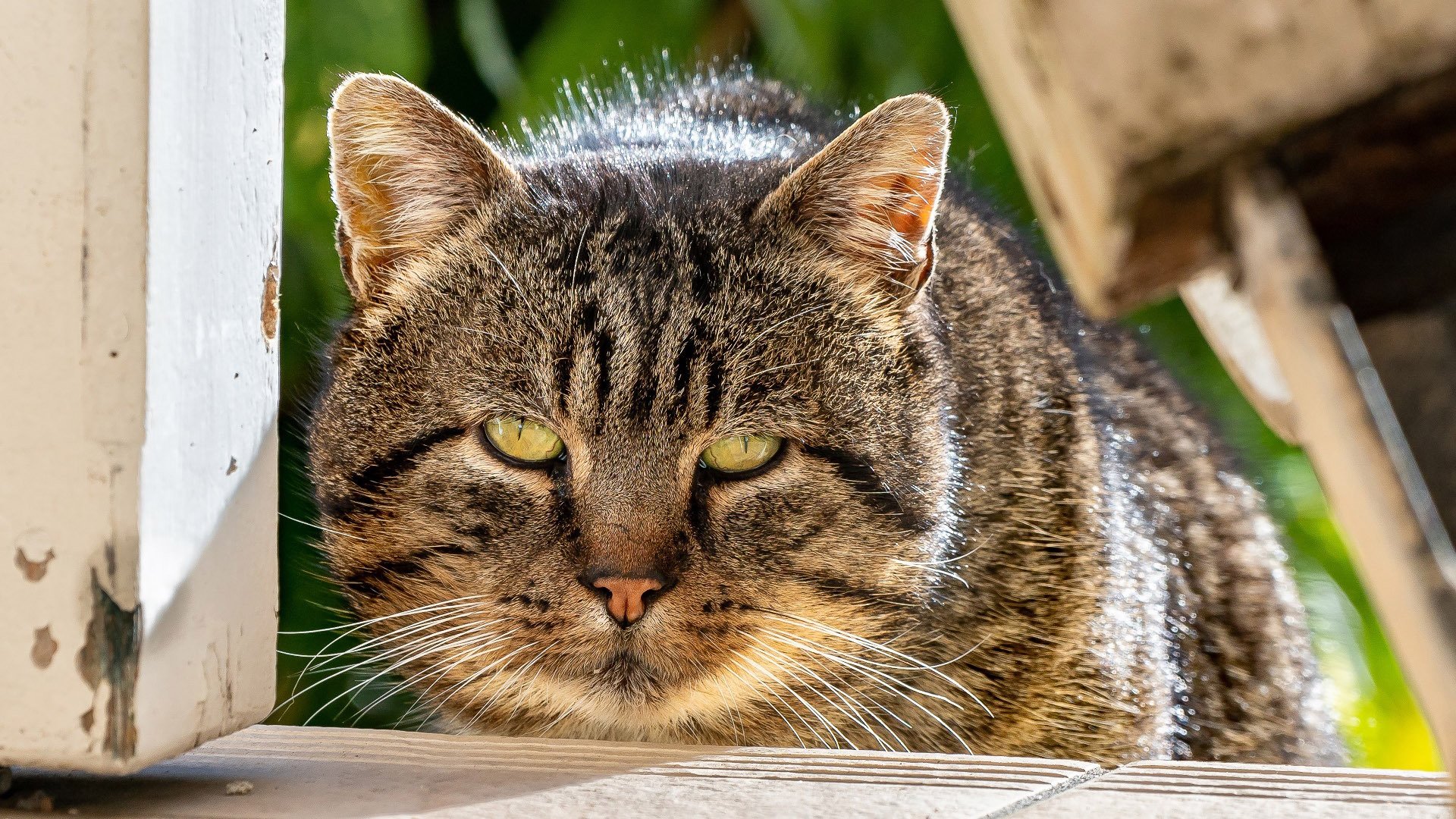 喵星人 猫咪 肥猫 大脸猫