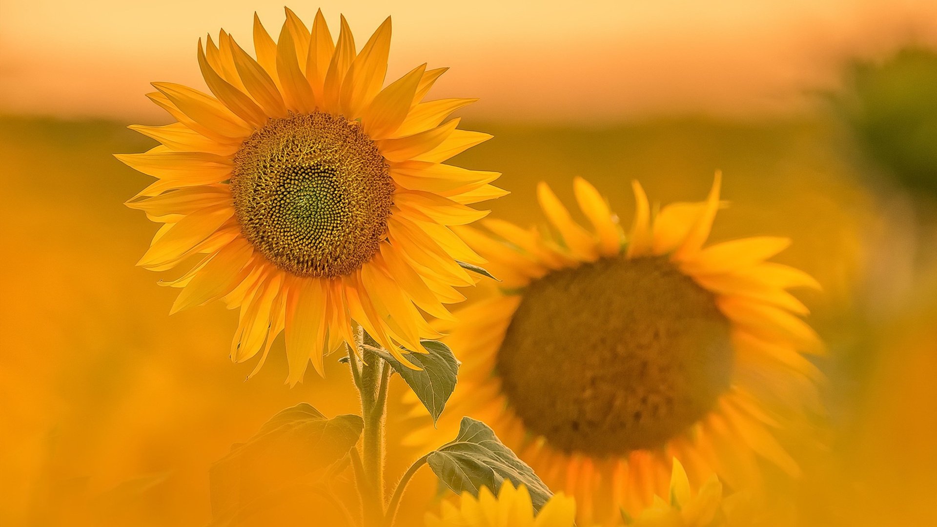 鸟语花香 向日葵 金色