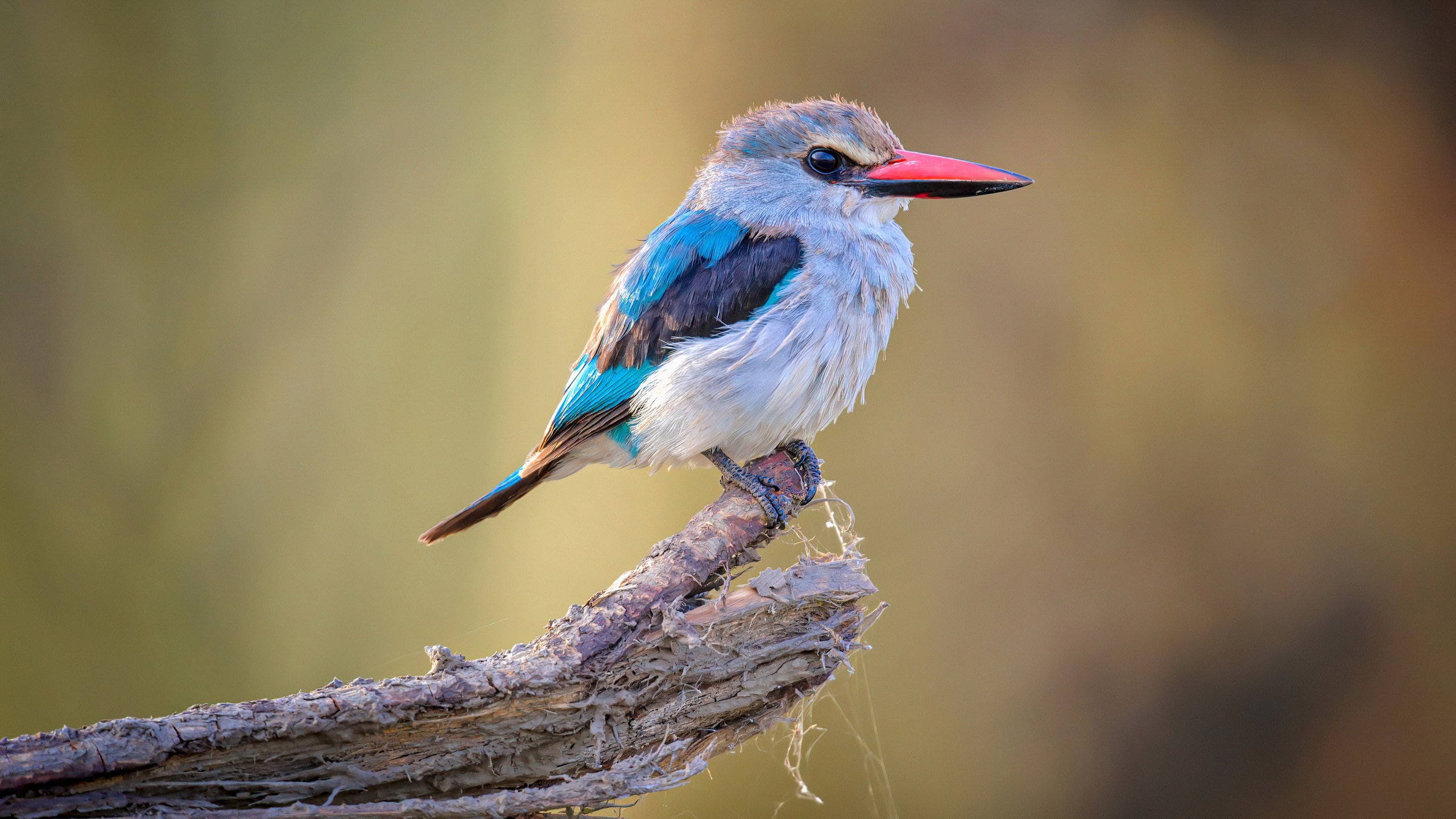 小鸟天地 树枝 红嘴鸟