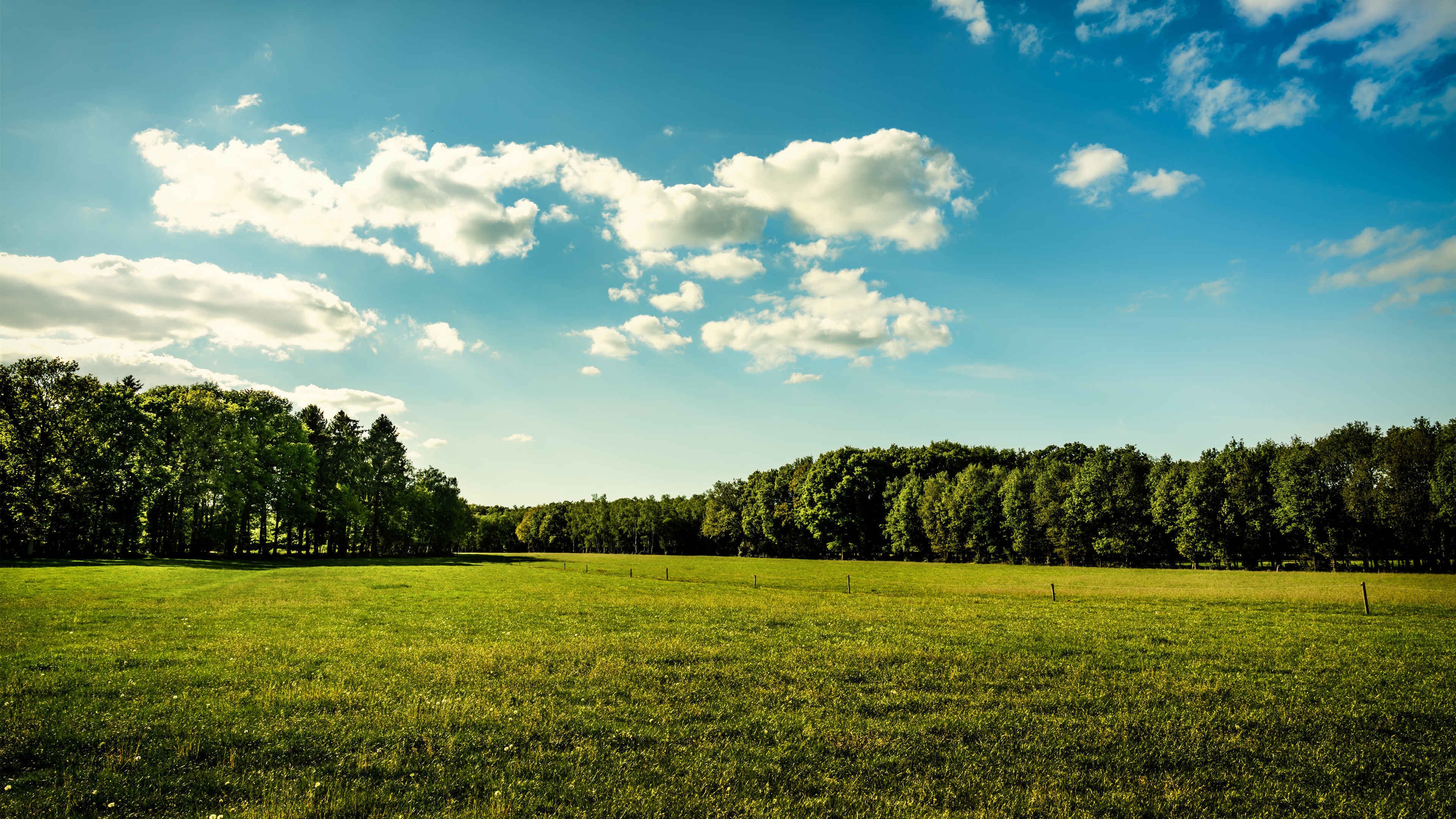 蓝天白云 草地 宽阔 树林