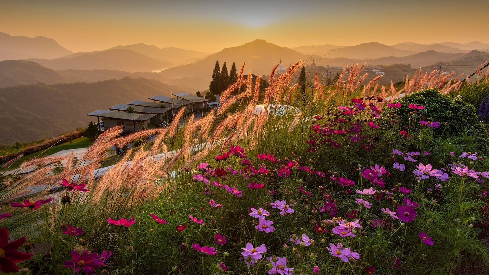 落日余晖 花海 花丛 高山 山顶 夕阳