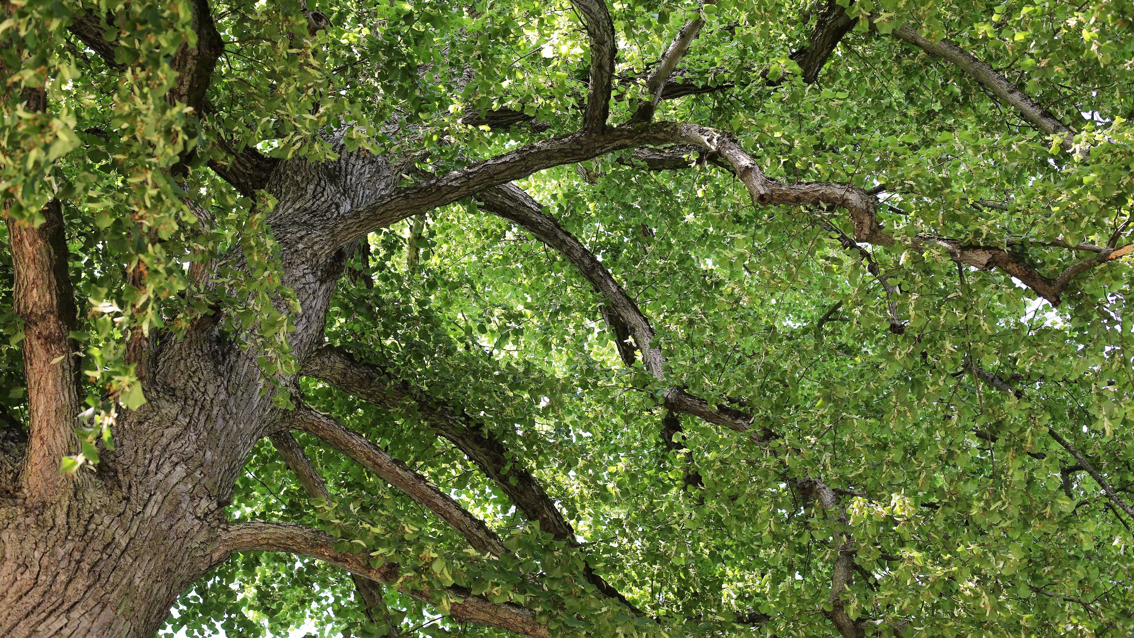 参天大树 仰望 繁盛