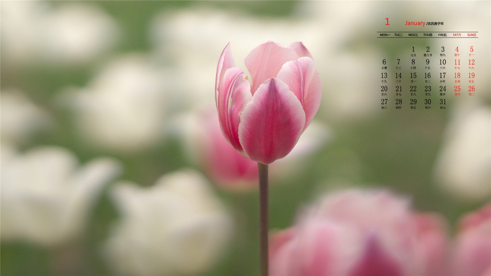 月历 日历 2020年1月