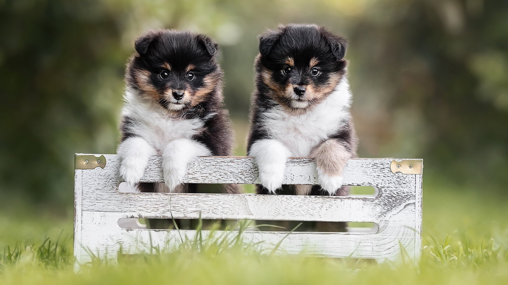 汪星人 狗兄弟 可爱 草地