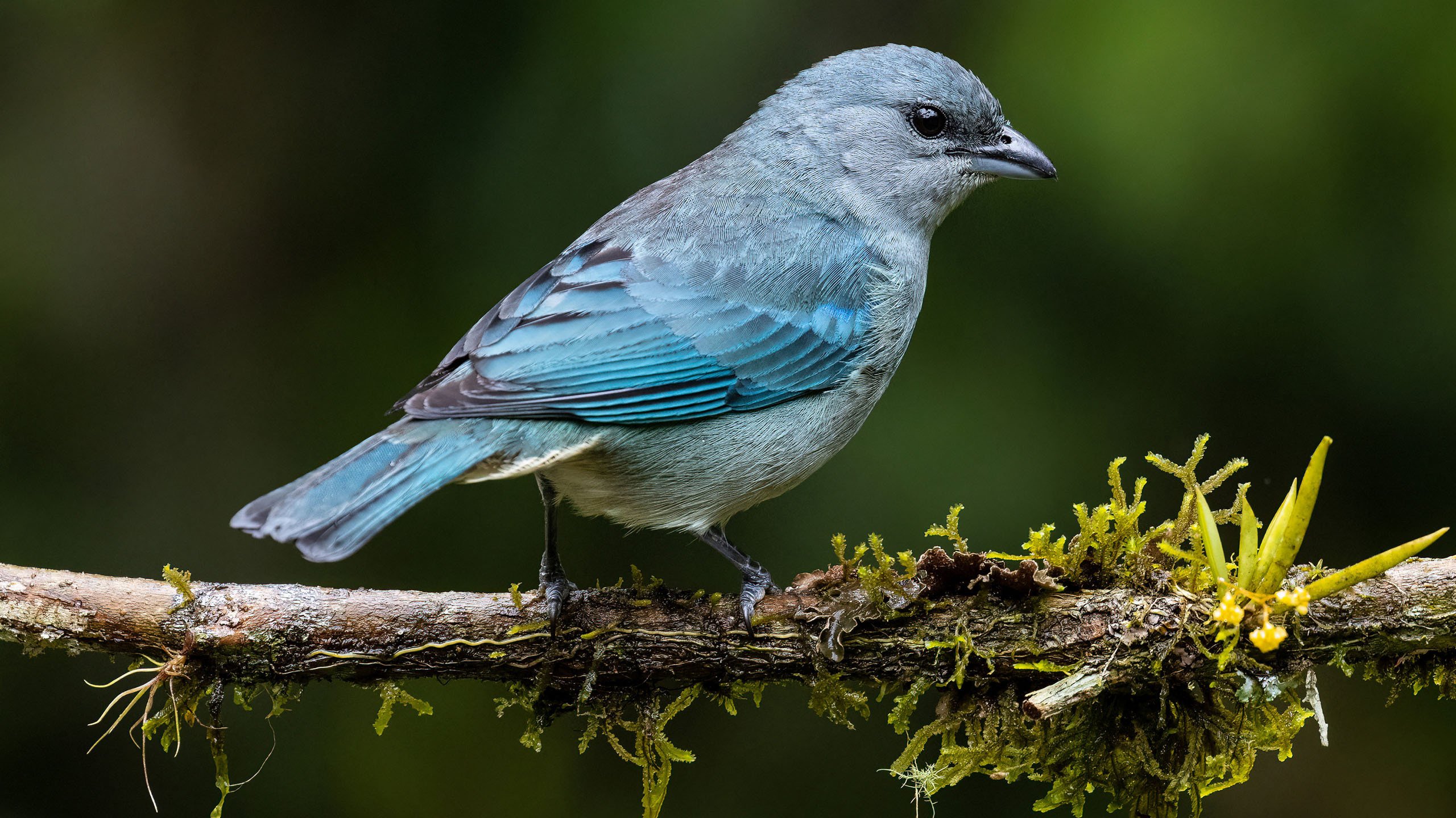 小鸟天地 树枝 蓝鸟