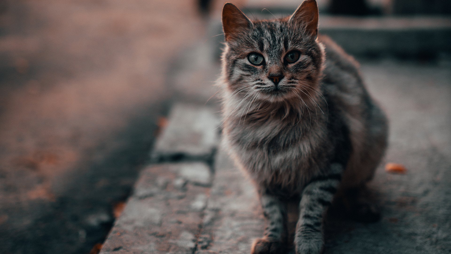 喵星人 可爱 花猫