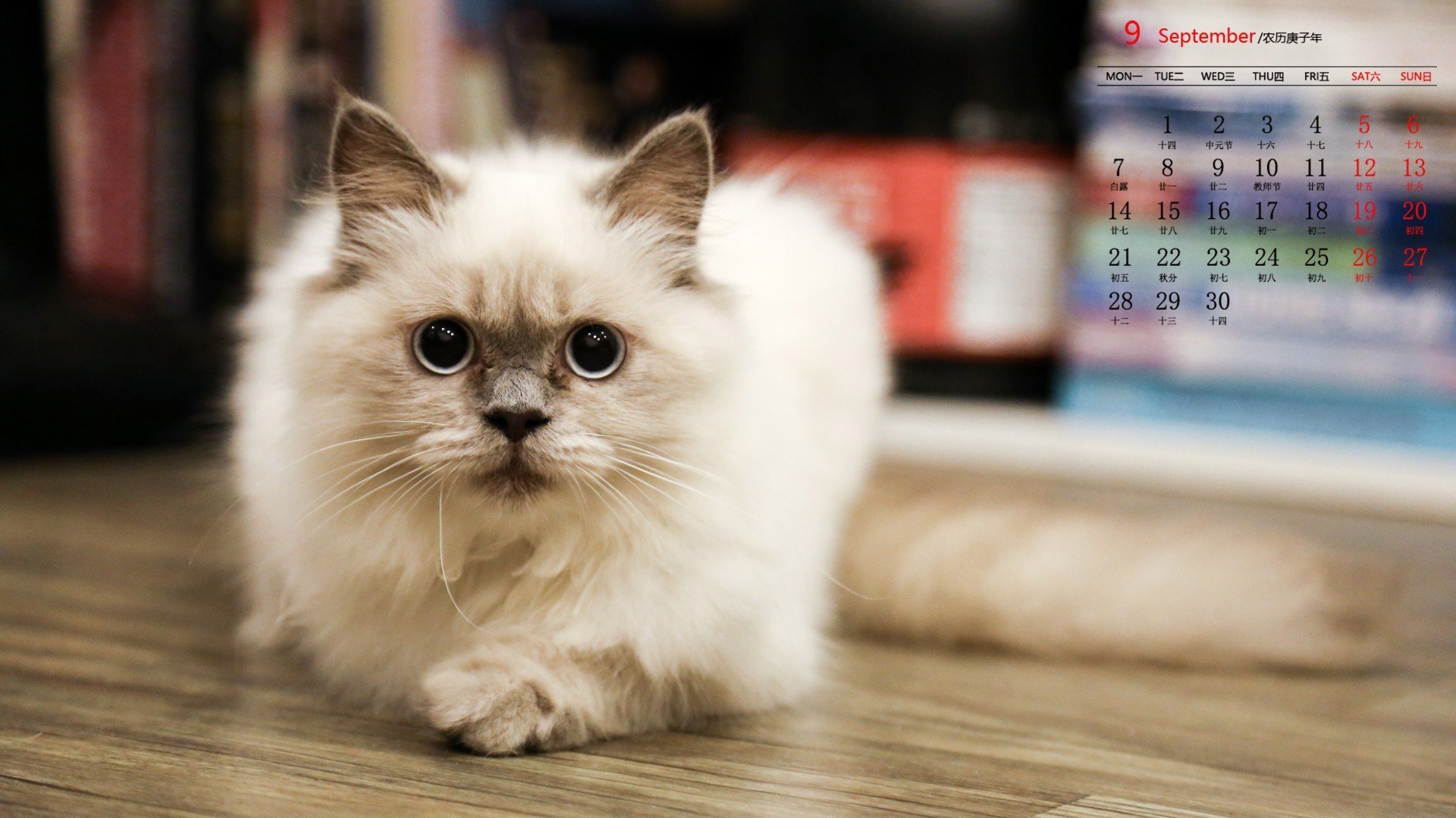 月历 日历 2020年8月