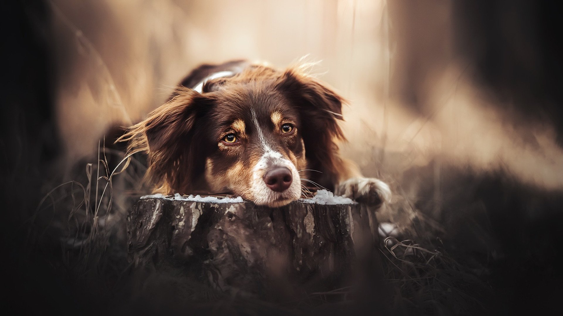 汪星人 特写 懒狗 树墩