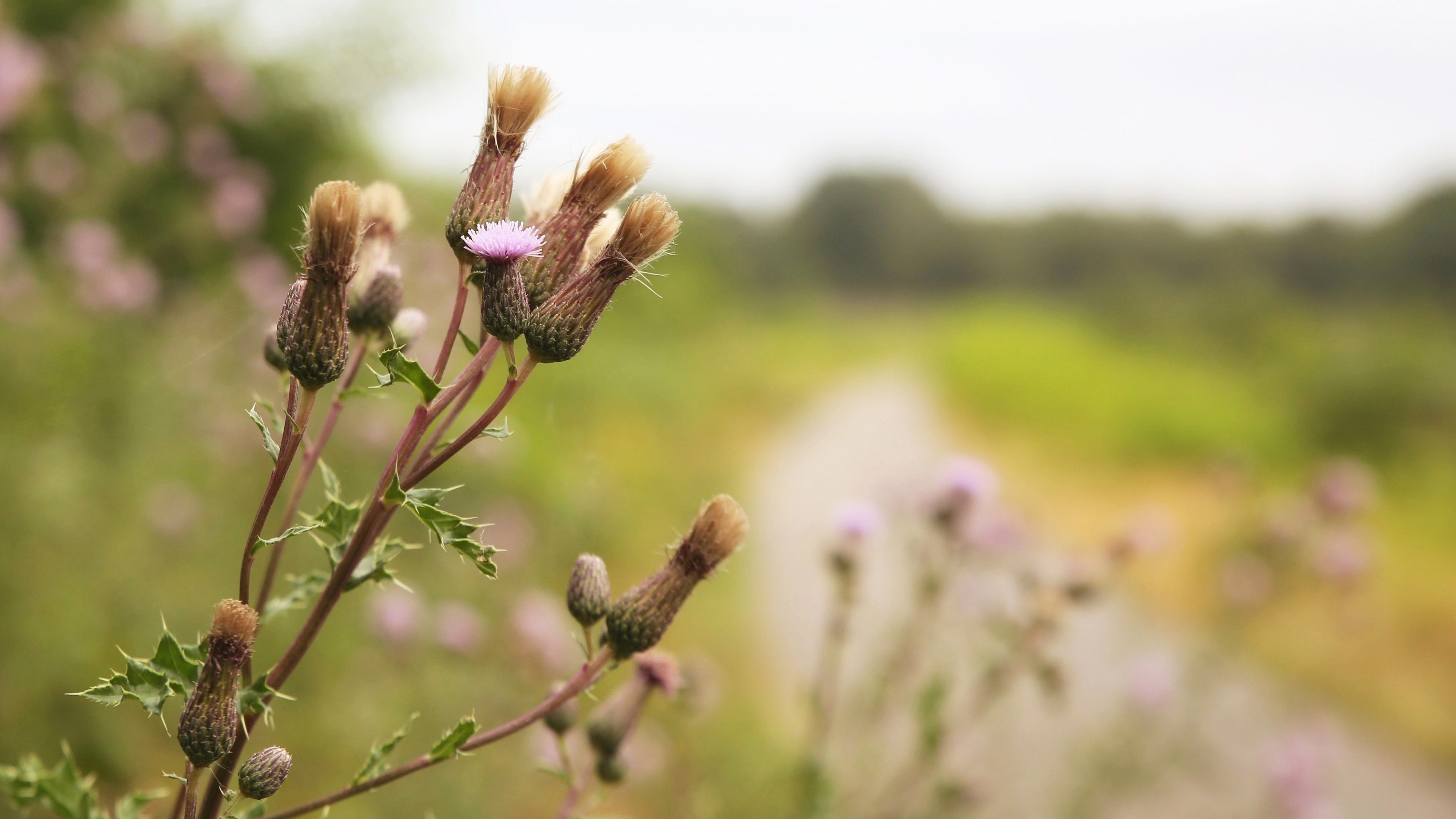 鸟语花香 小野花 特写 郊外