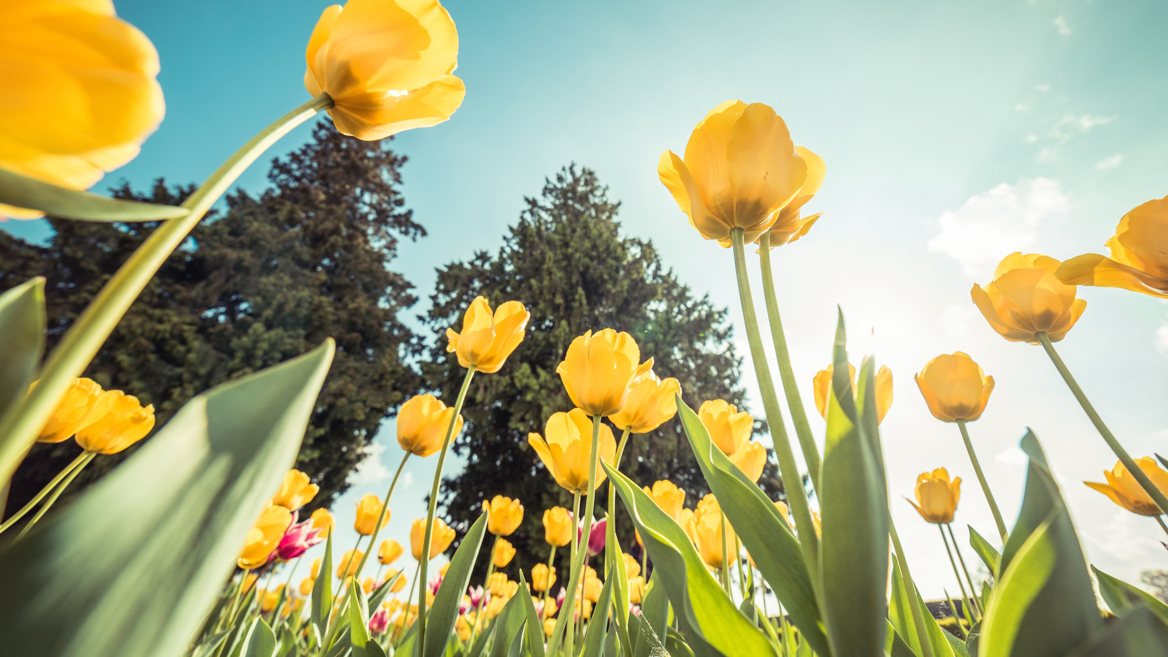 娇艳欲滴 郁金香