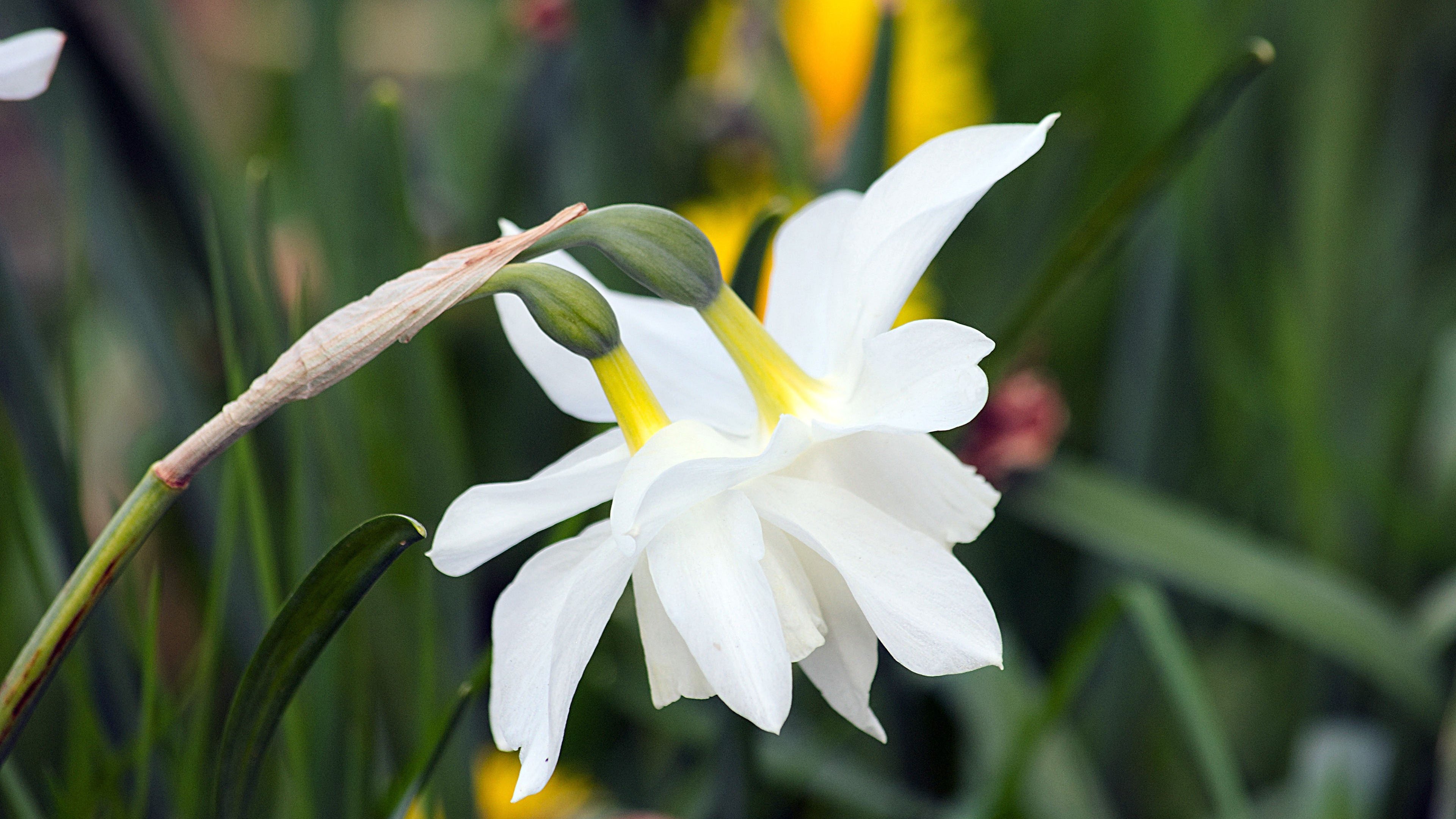 鸟语花香 兰花 花丛 清香四溢