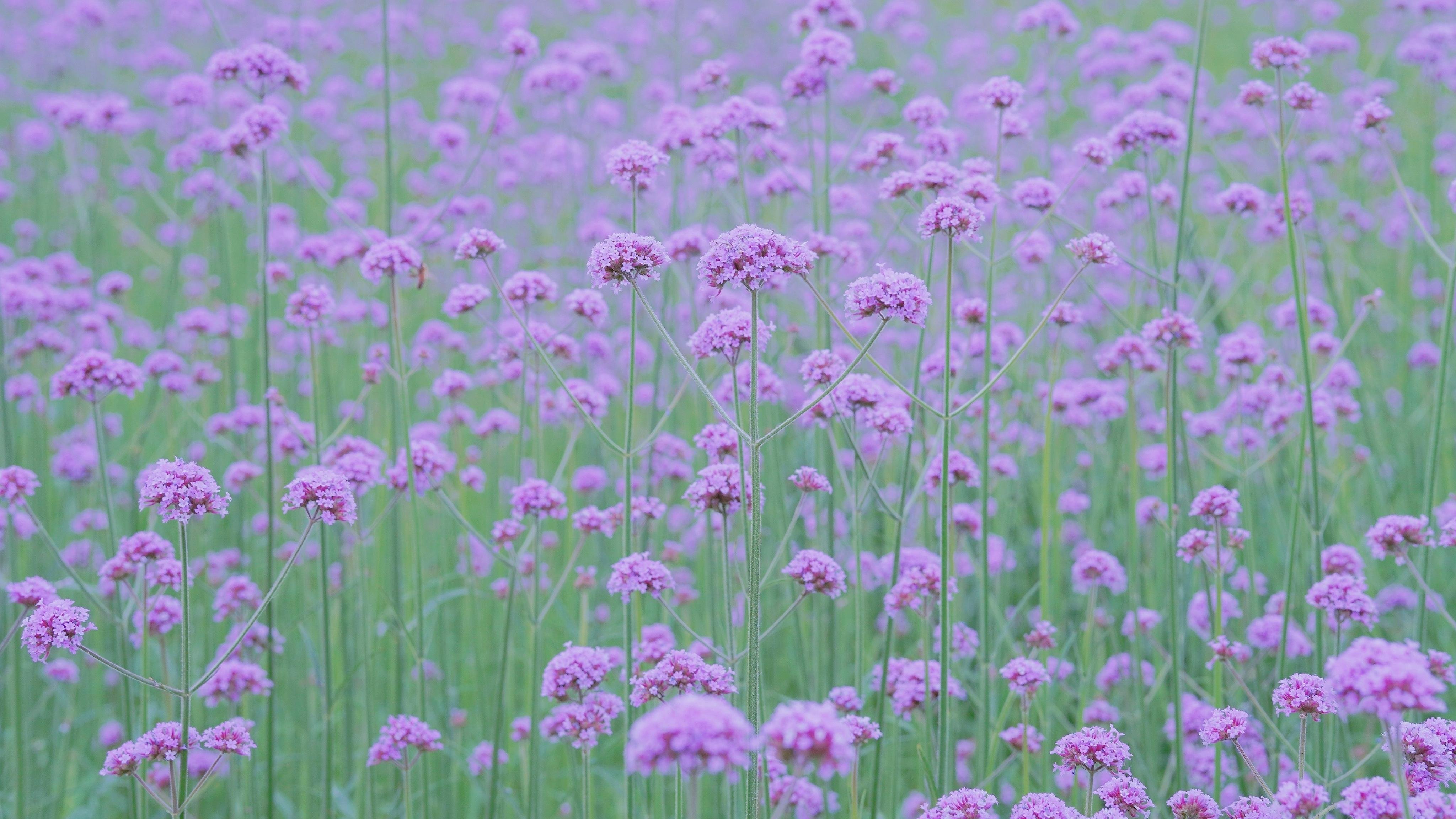 舒缓压力  马鞭草  紫色  清新  唯美  淡雅