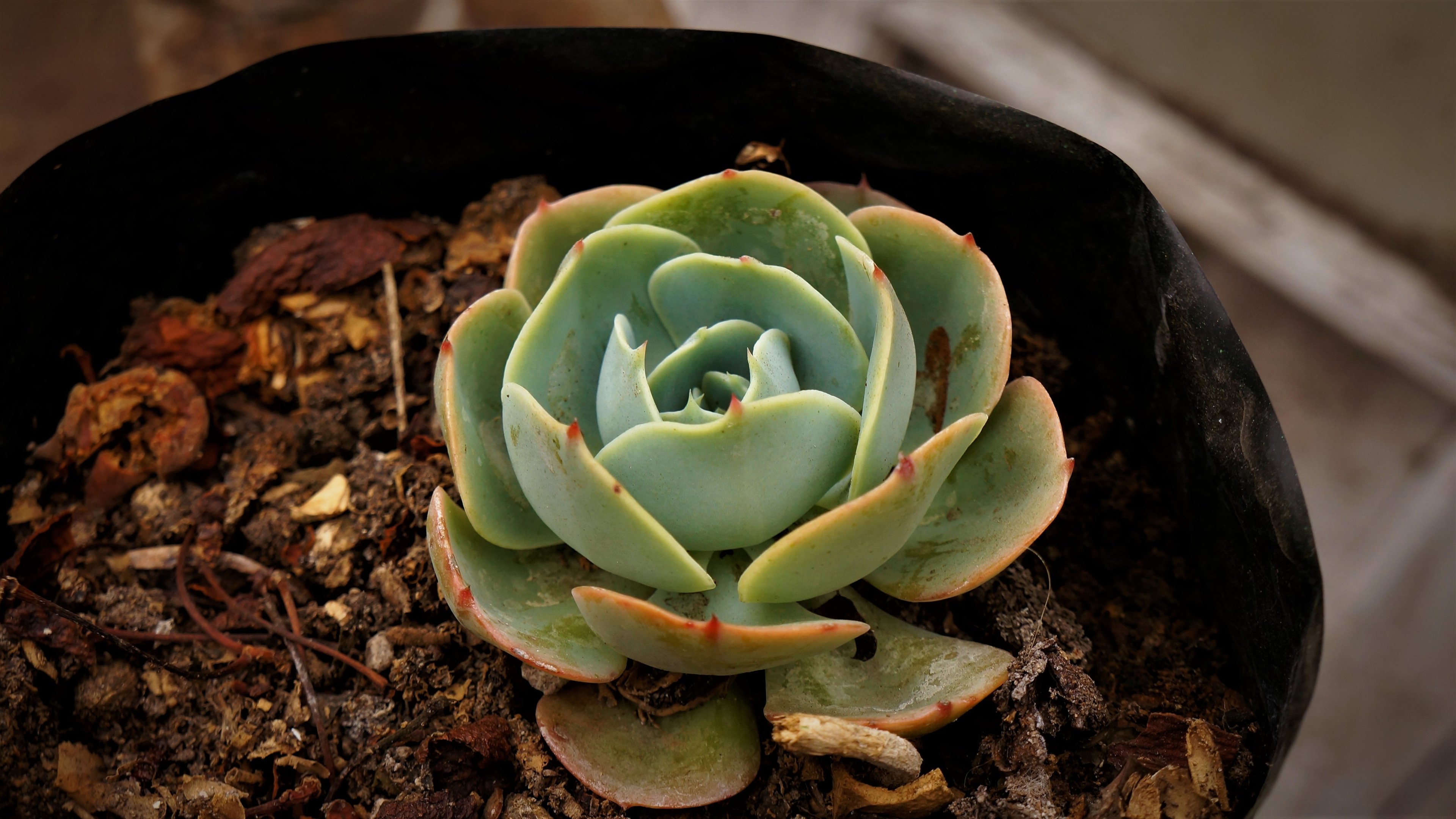 舒缓压力 多肉 观音莲