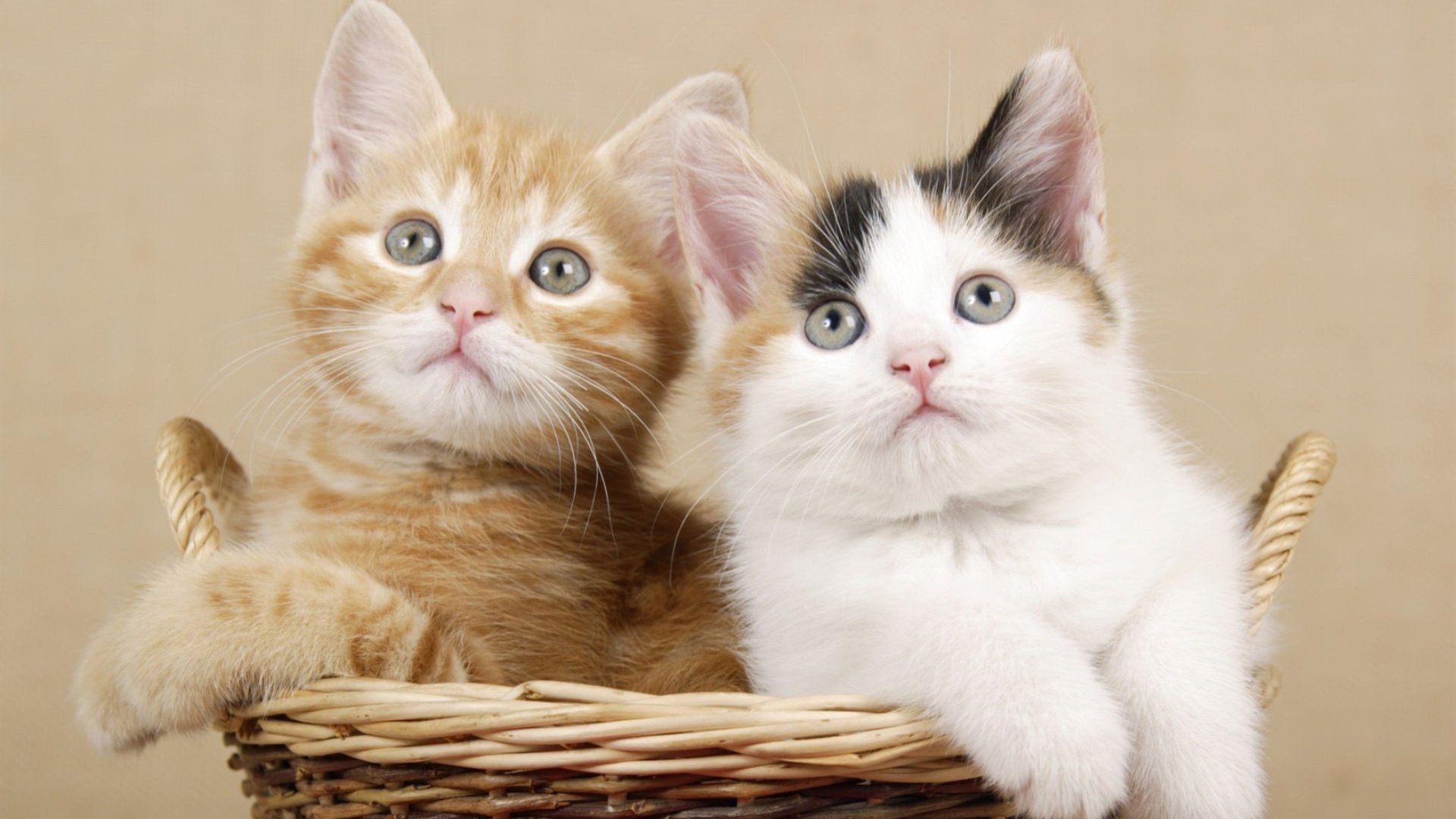 喵星人 猫咪 奶猫