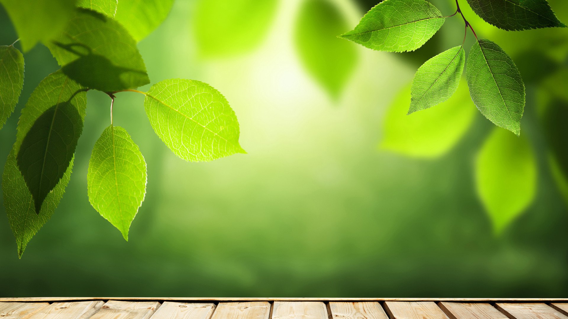 护眼壁纸 树叶 阳光 光影