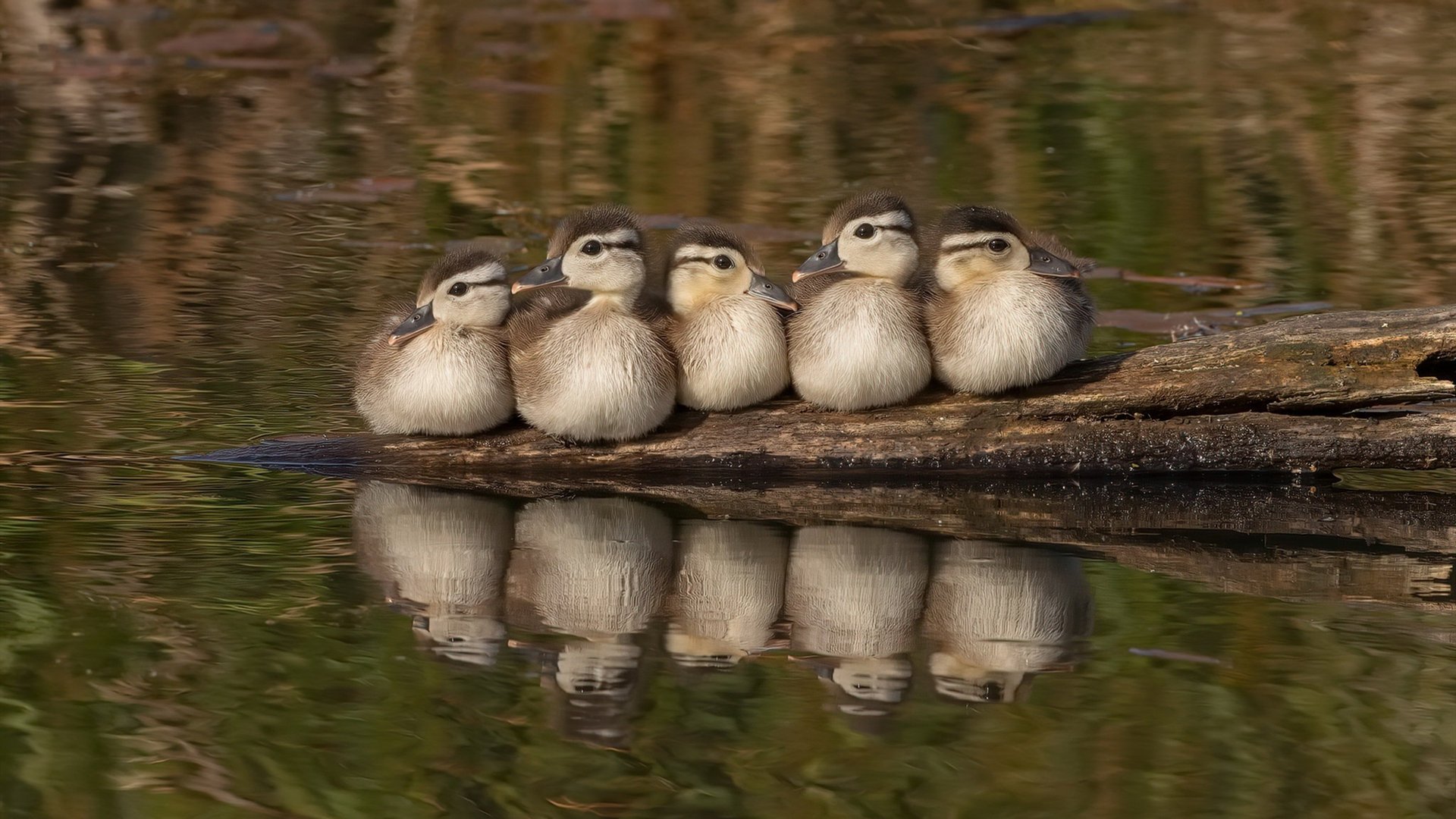 小鸟天地 小鸭子 倒影 河边