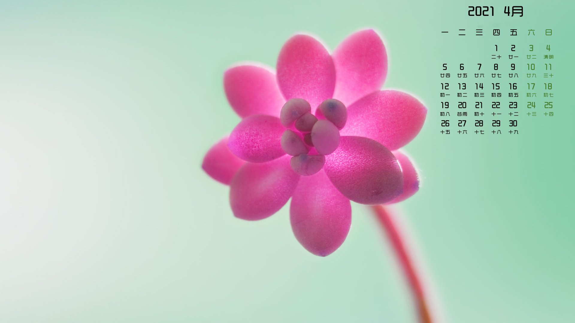 月历壁纸   4月  花朵  小清新