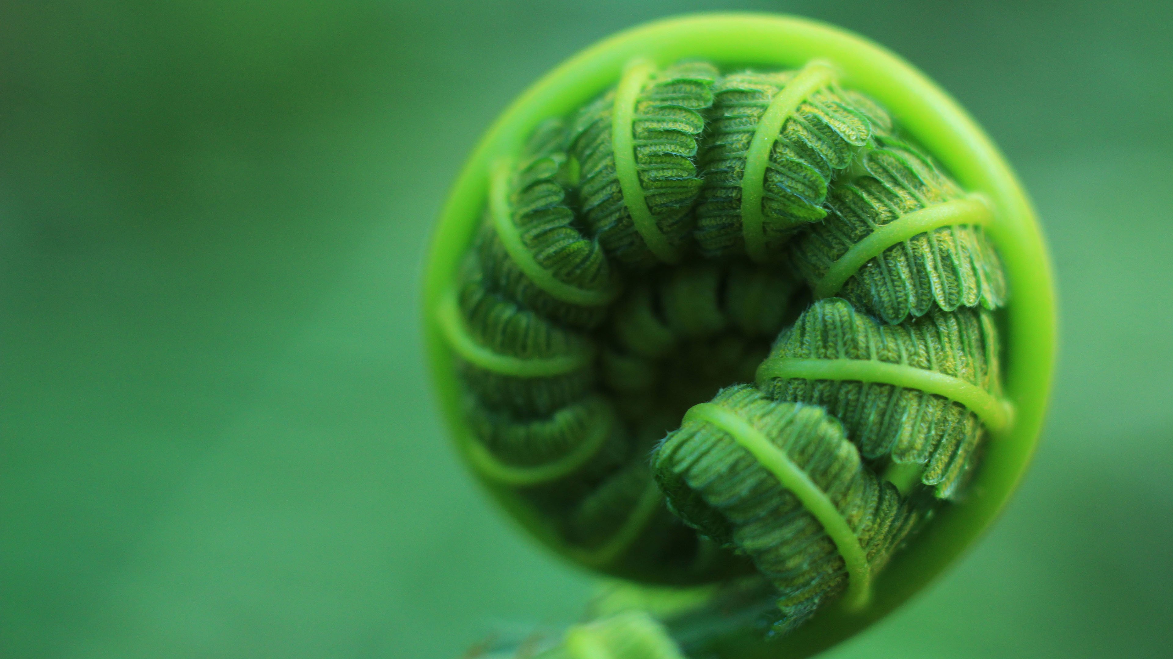 护眼壁纸 新芽 树叶