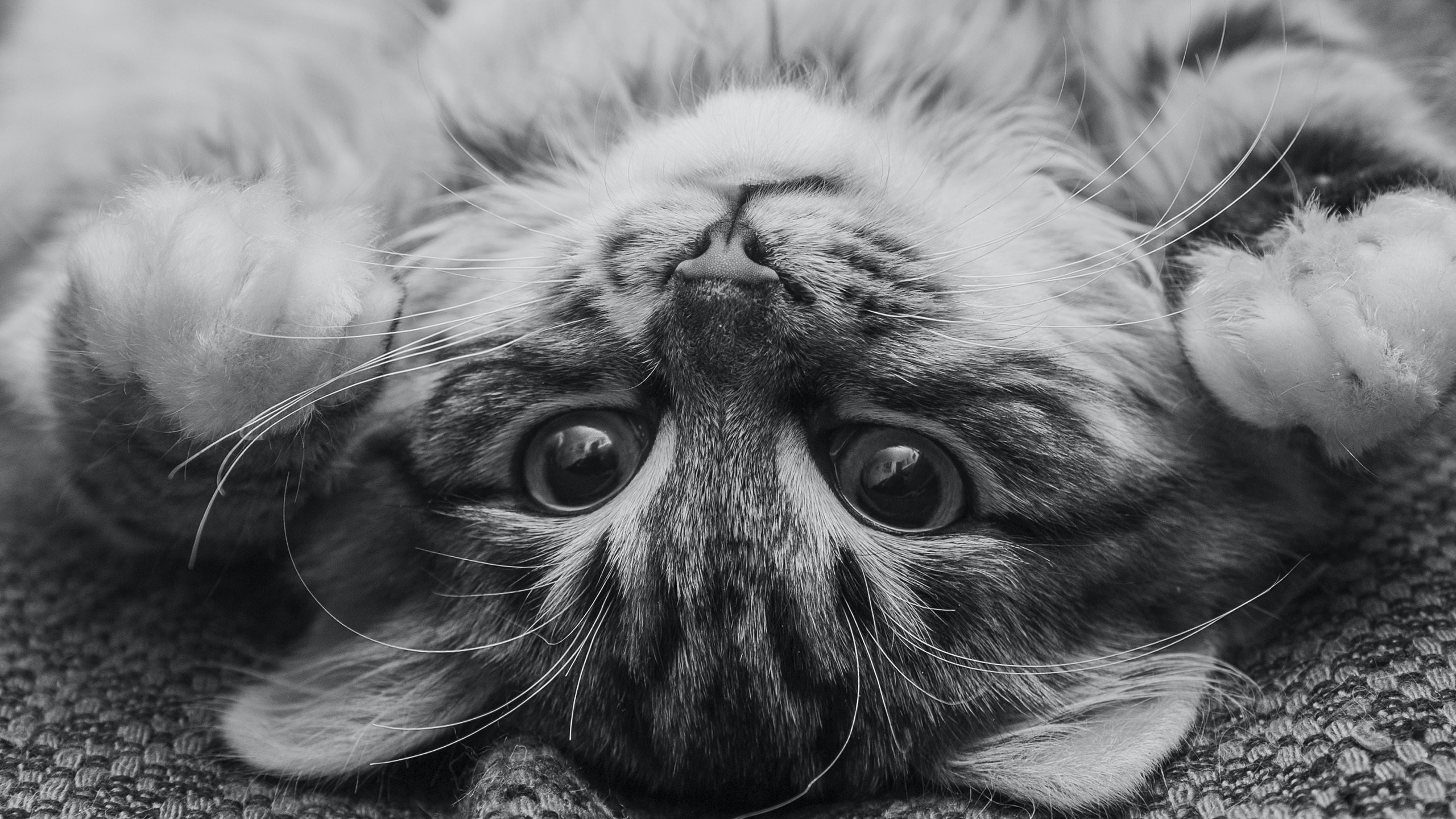 喵星人 猫咪 黑白 复古