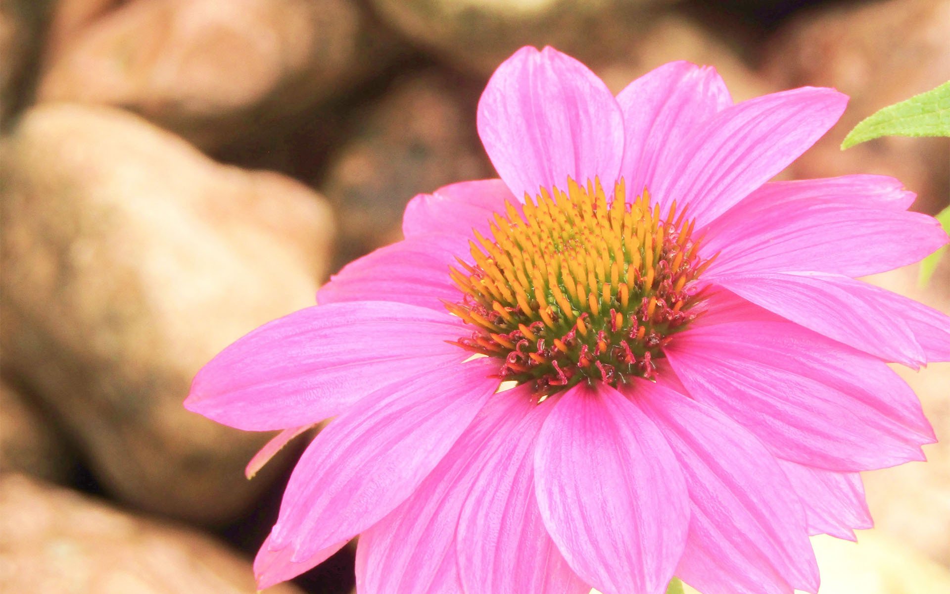 清新淡雅  清新 粉嫩 松果菊