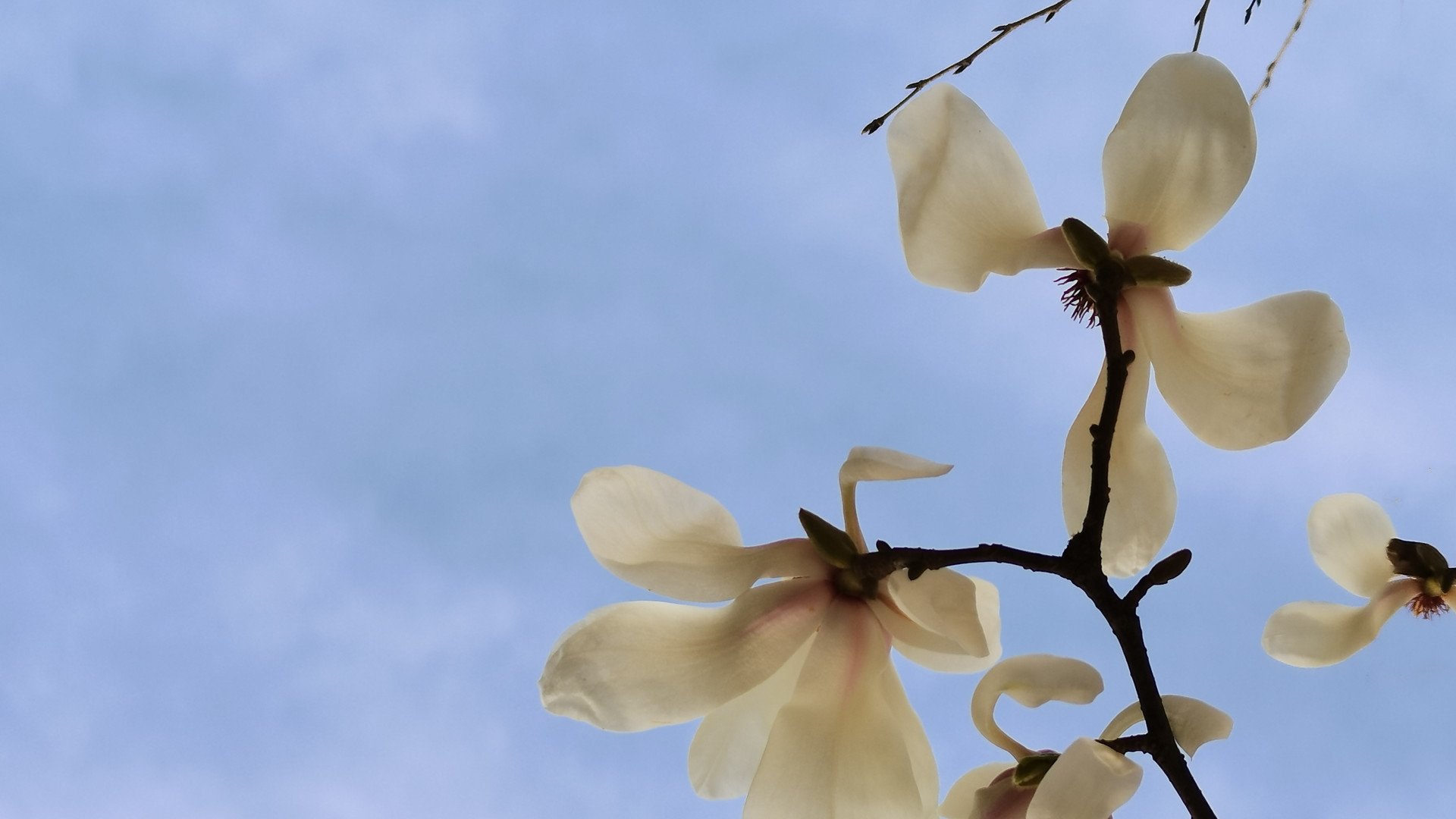 鸟语花香 花瓣 特写 白色花朵