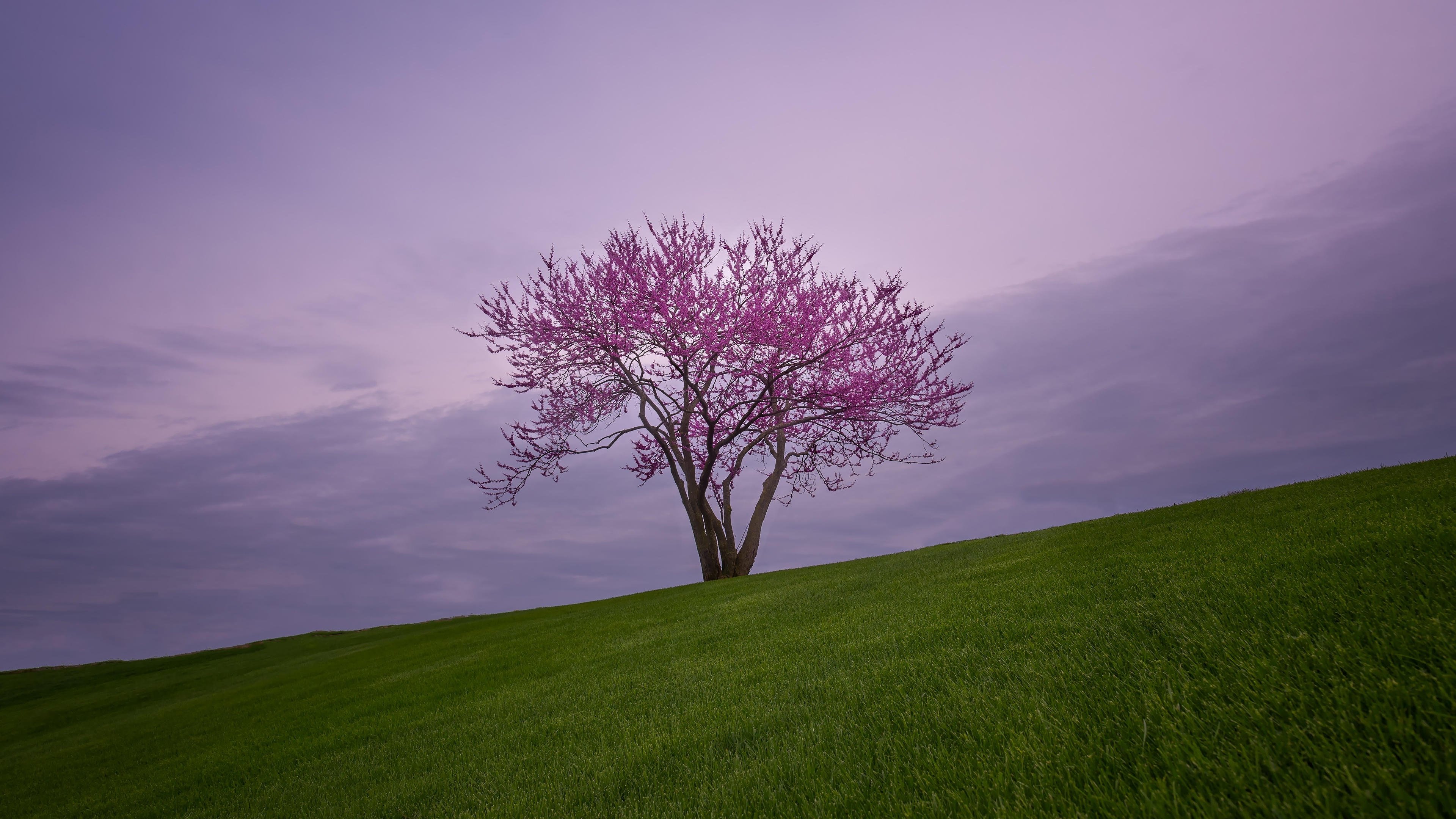 自然风光 樱花 草坪 山坡 傍晚