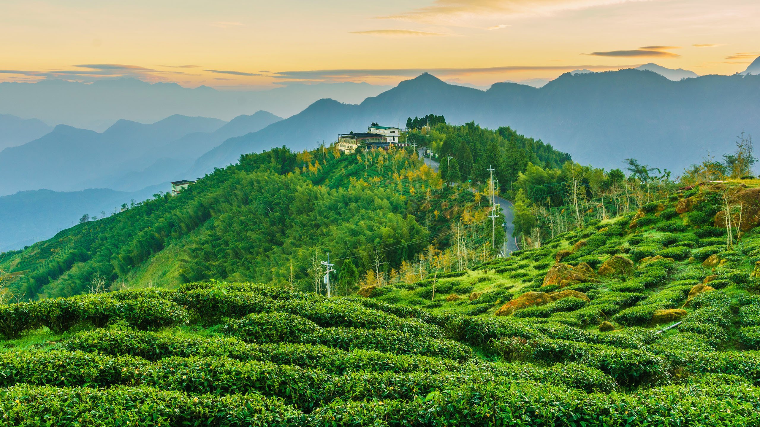 自然风光 茶园 树林 世外桃源