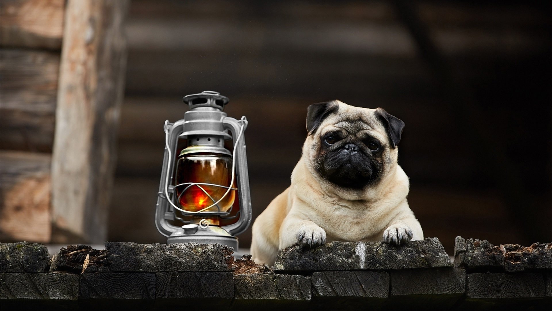 汪星人 哈巴狗 煤油灯