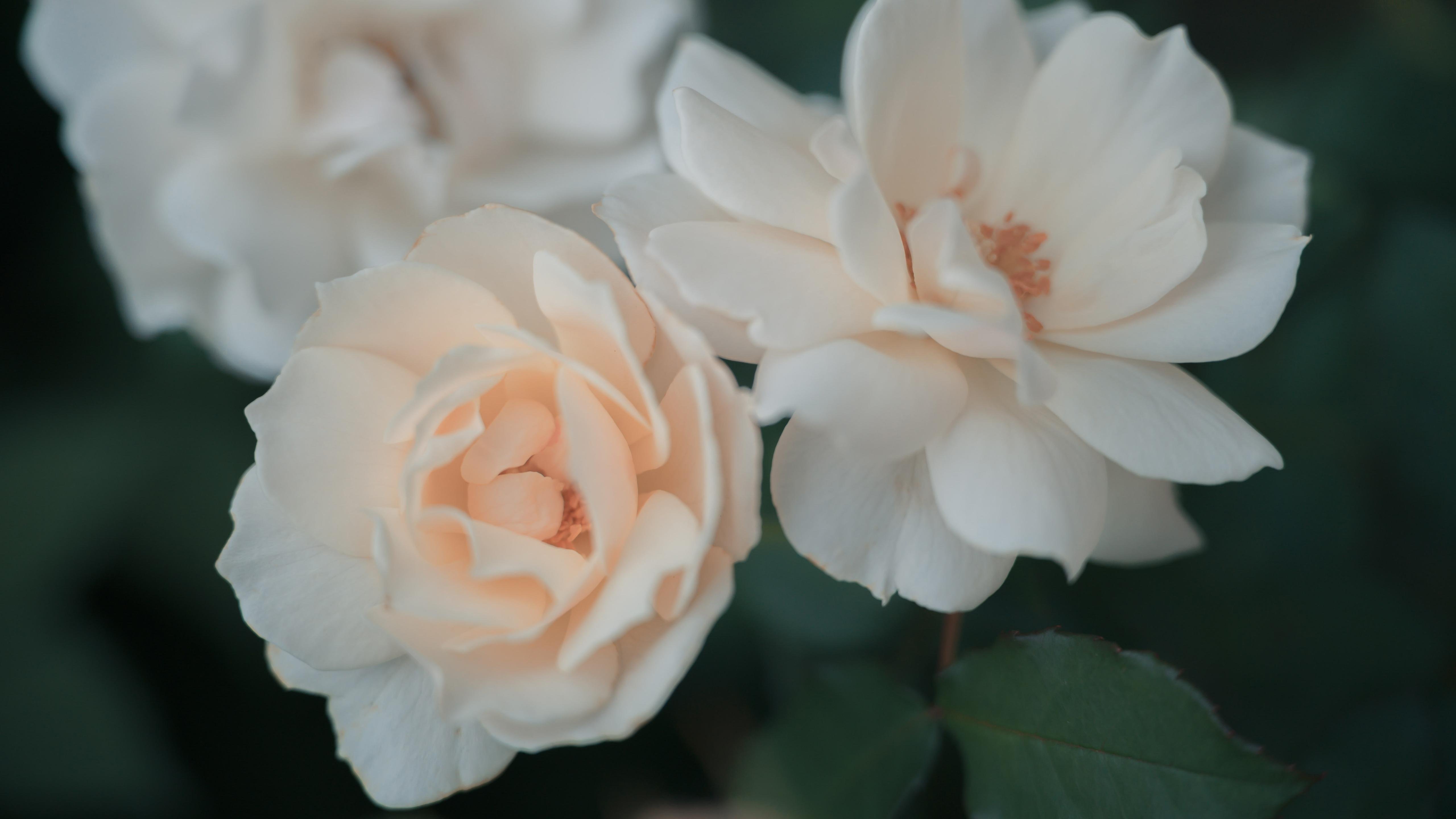 蔷薇花   清新    浪漫