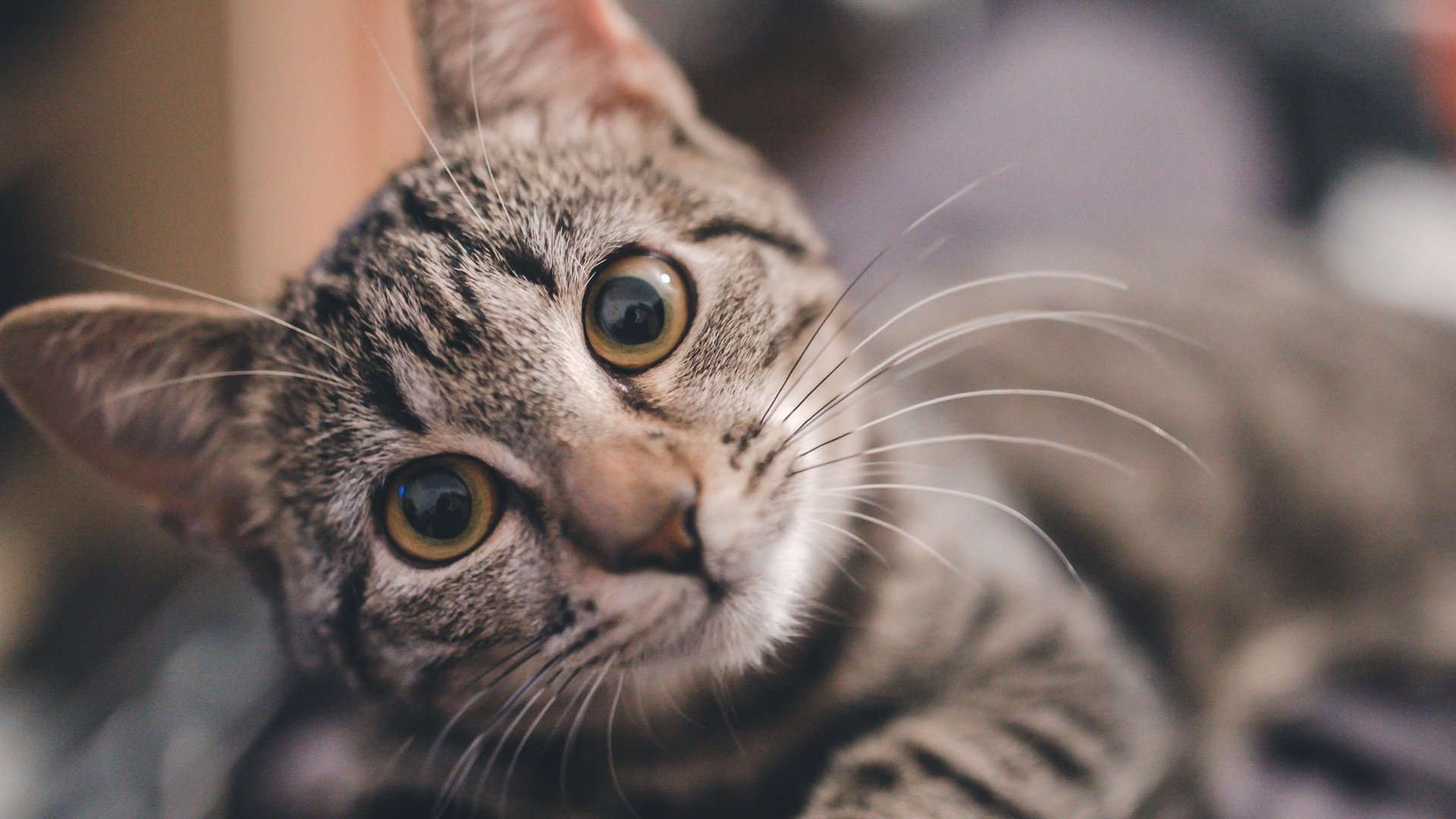 喵星人 小猫咪 奶猫 凝视