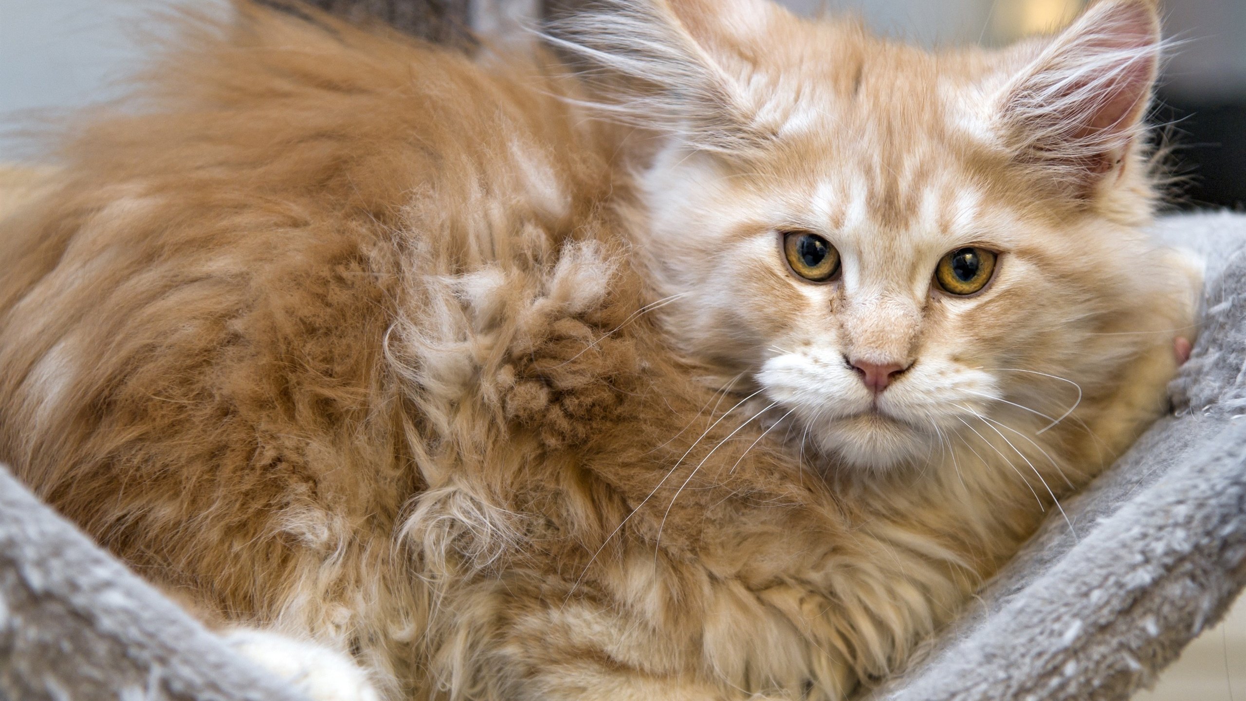 喵星人 愤怒的猫 凝视