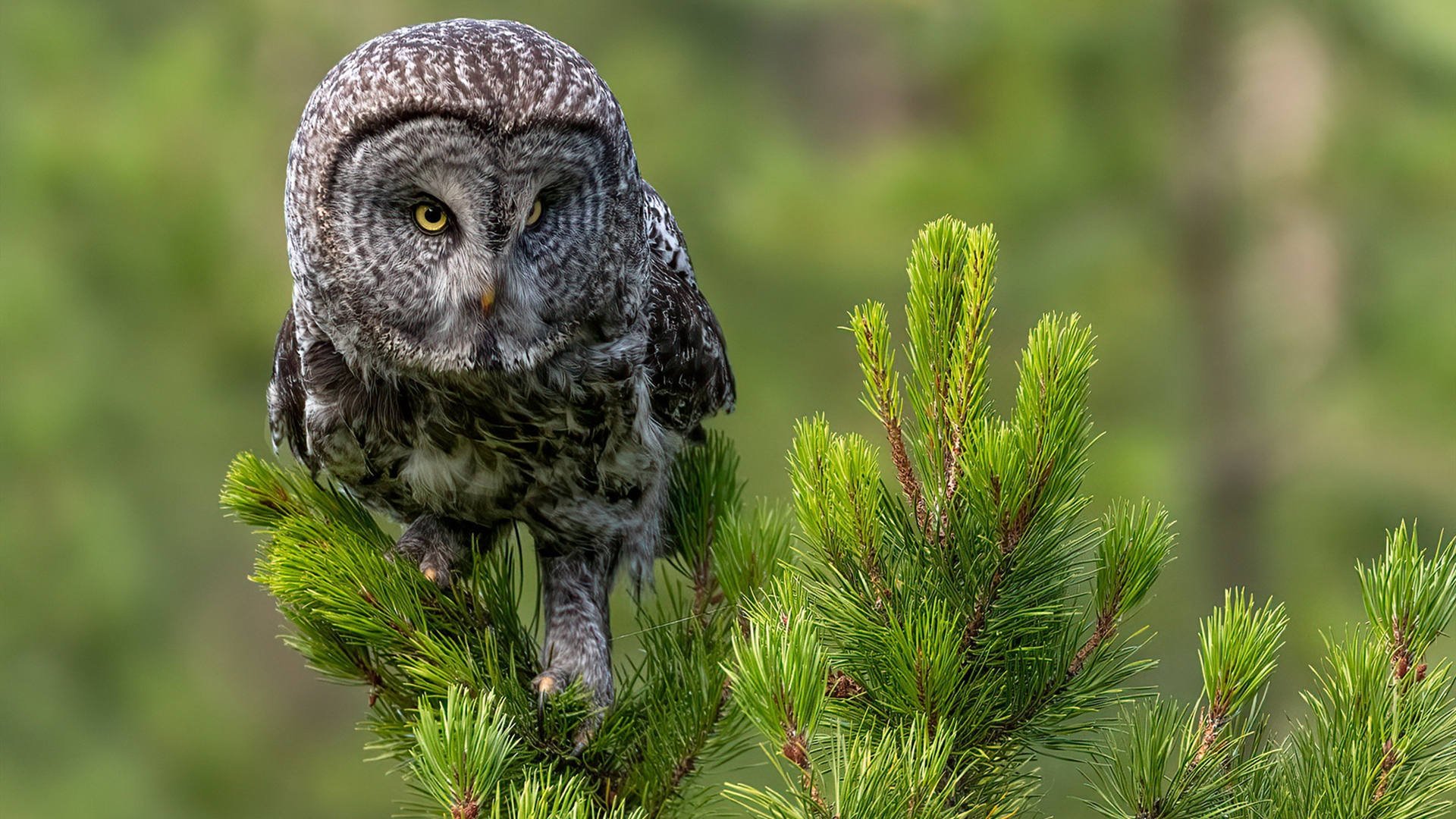 小鸟天地 猫头鹰 枭