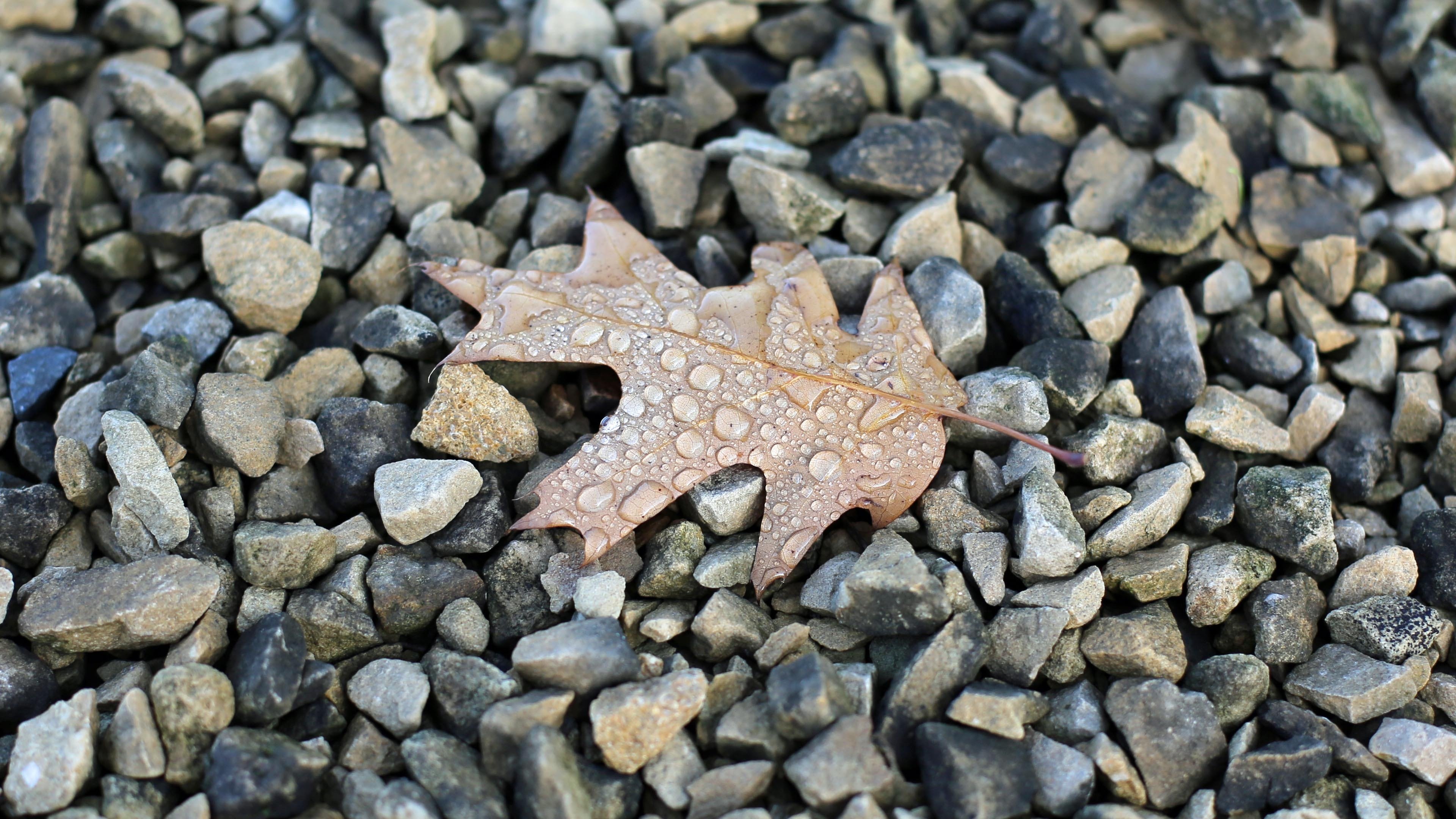 静物写真 枯叶 石子 雨水