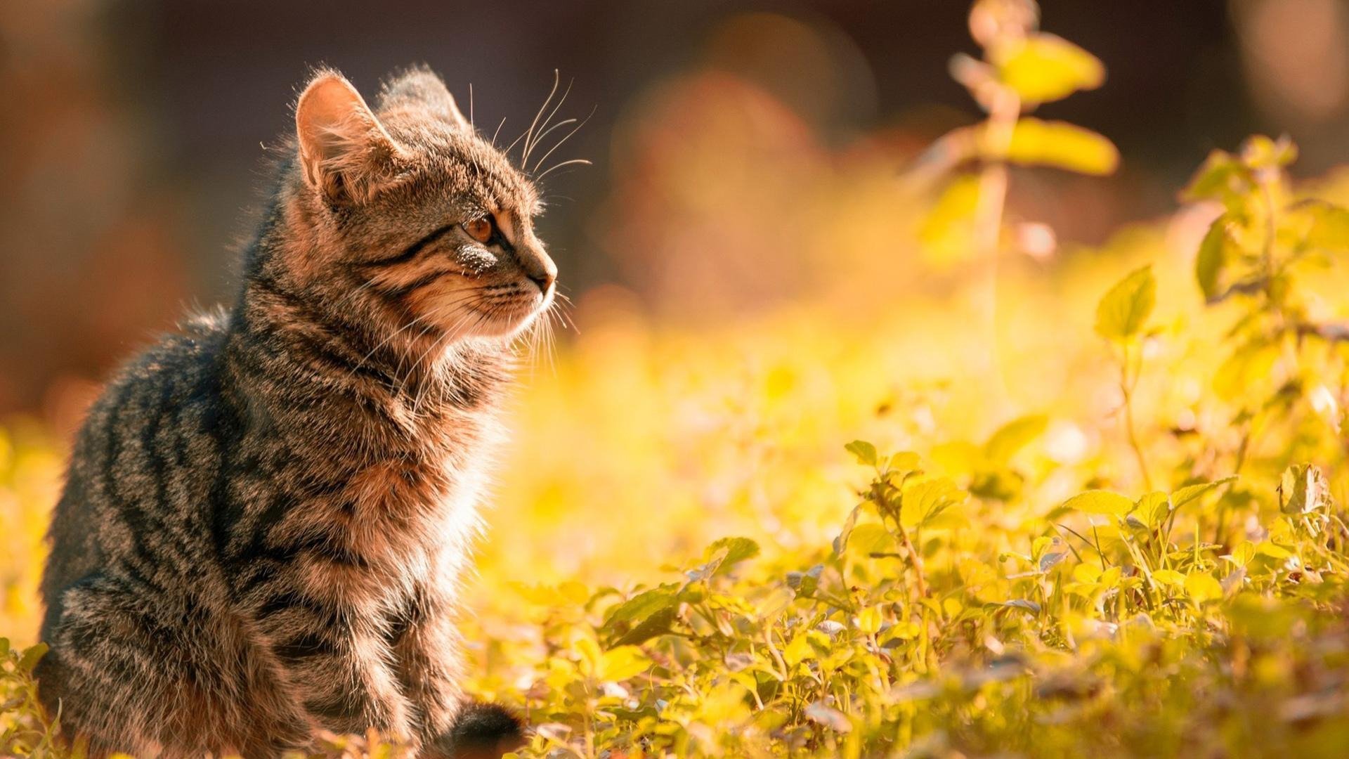 喵星人 花猫 落日 日出 清晨