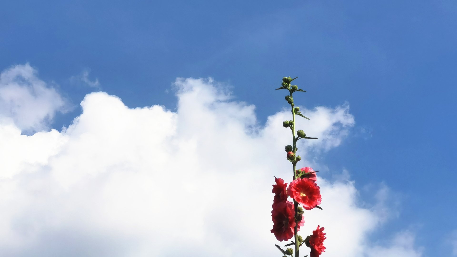 鸟语花香 天空 白云 大红花