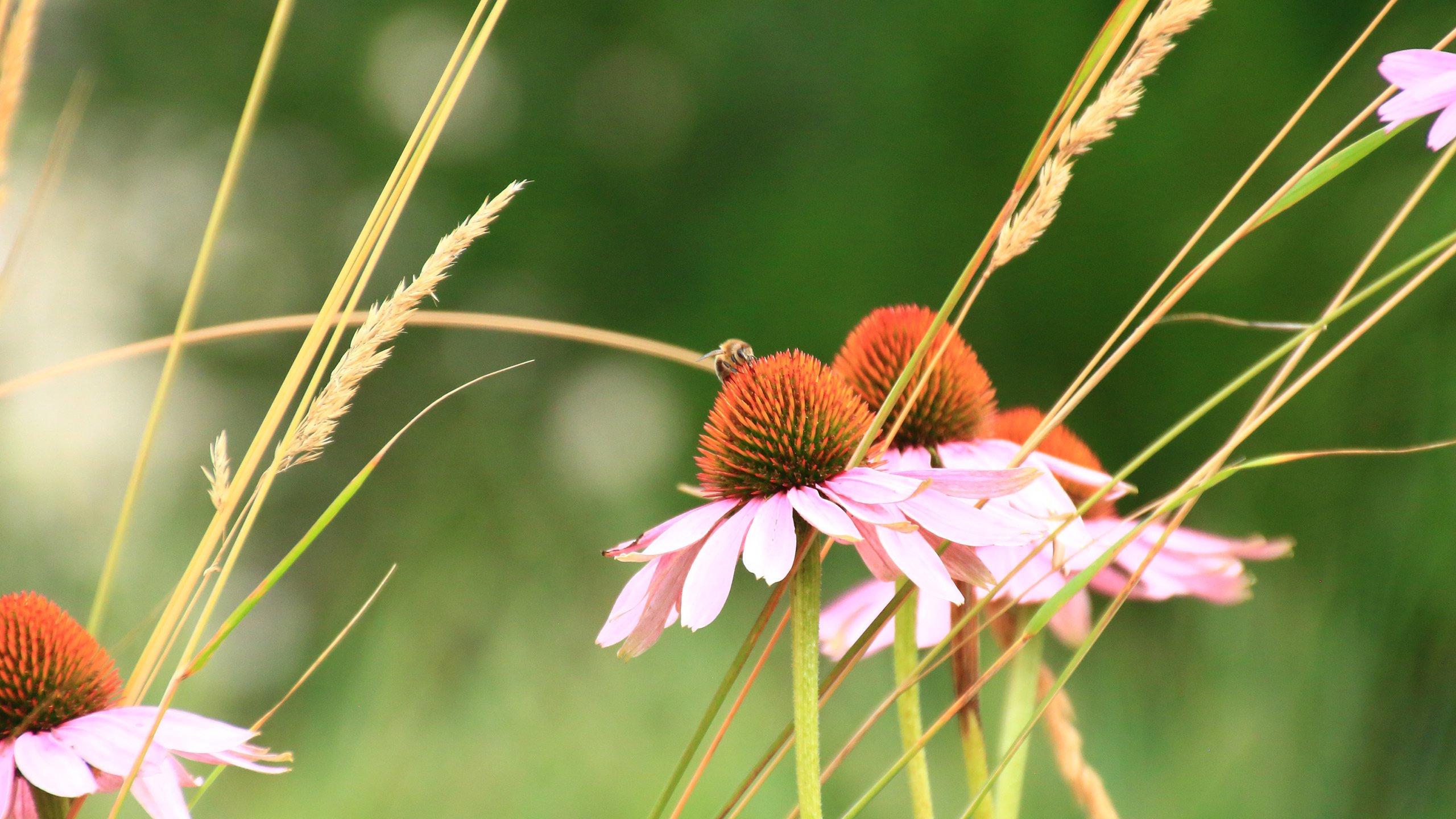 鸟语花香 野花 雏菊 芦苇