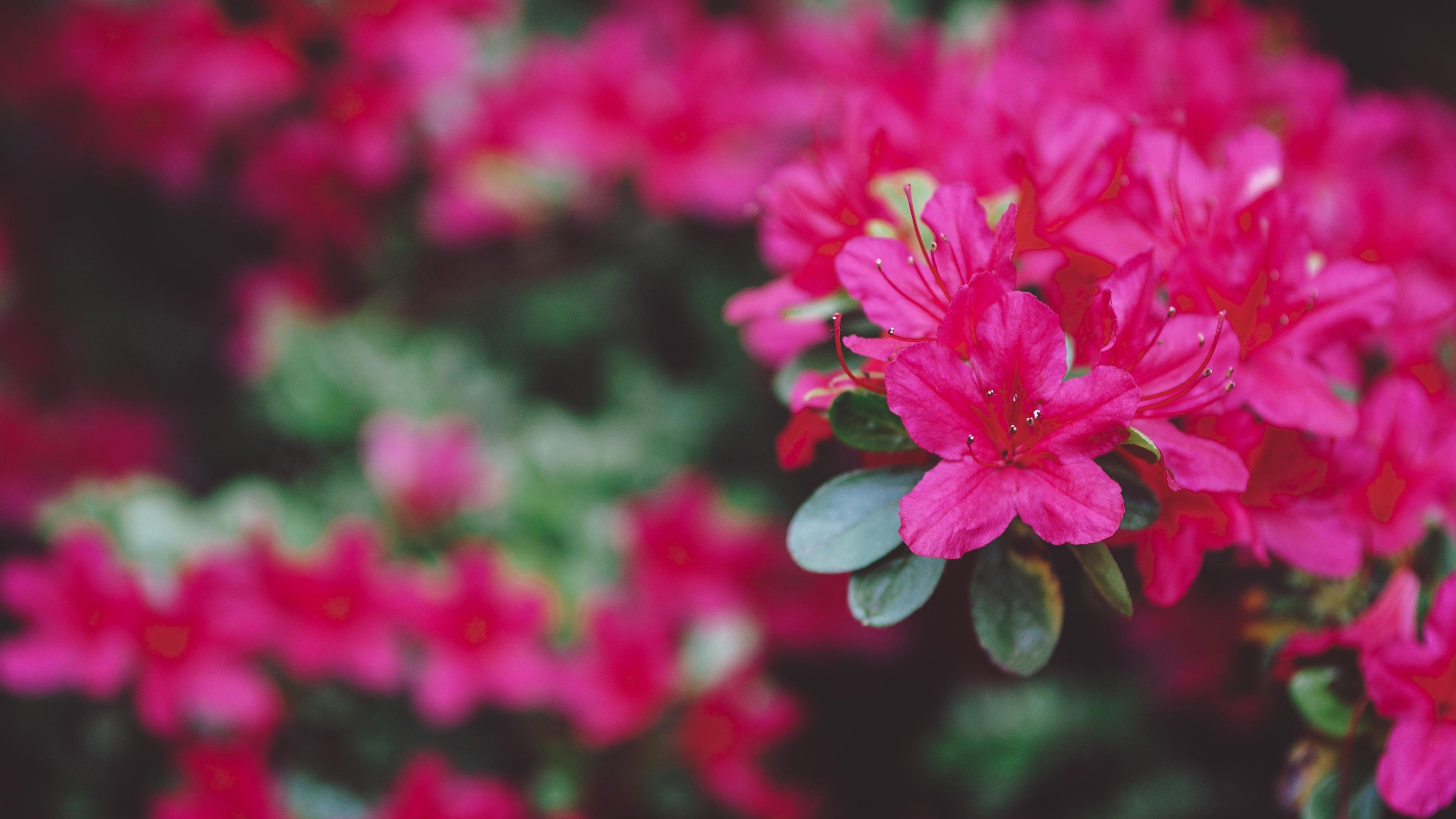 鸟语花香  姹紫嫣红  杜鹃花  红色