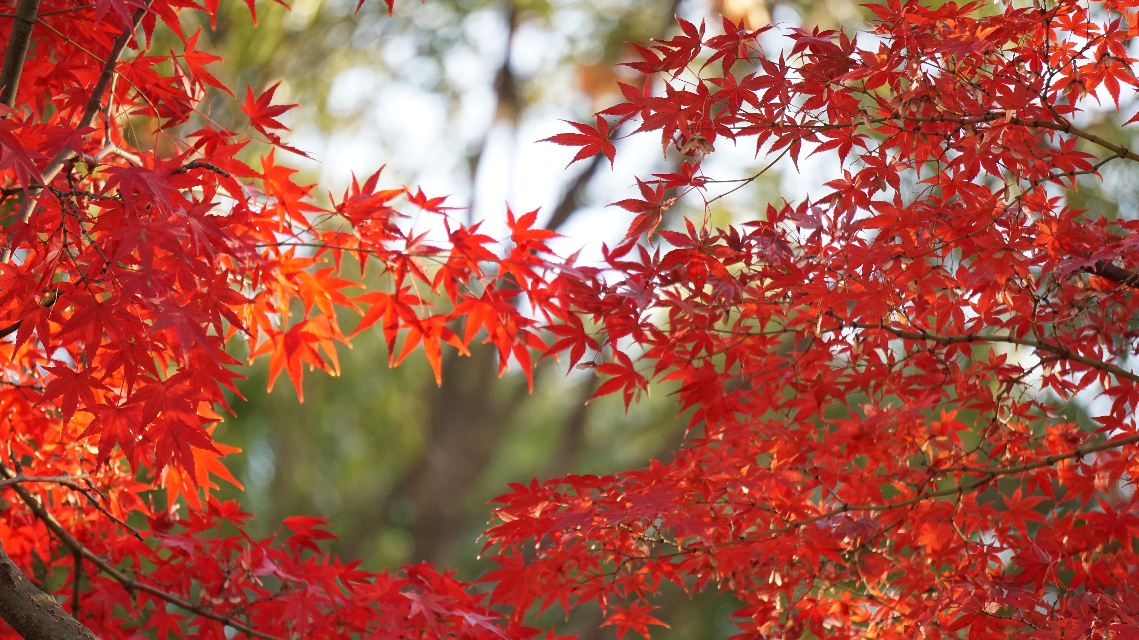 秋意正浓 枫叶 阳光 树叶