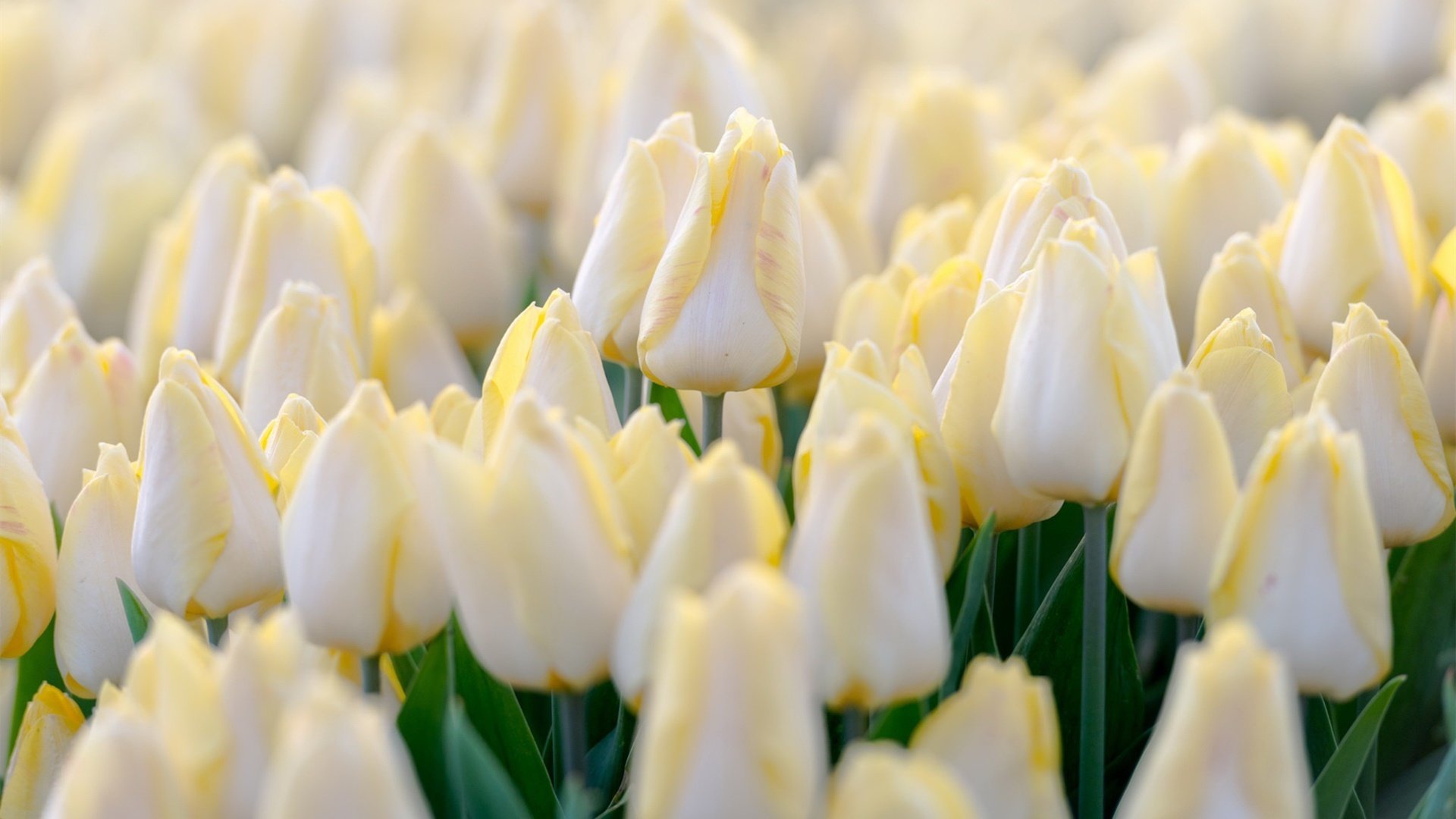 娇艳欲滴 郁金香