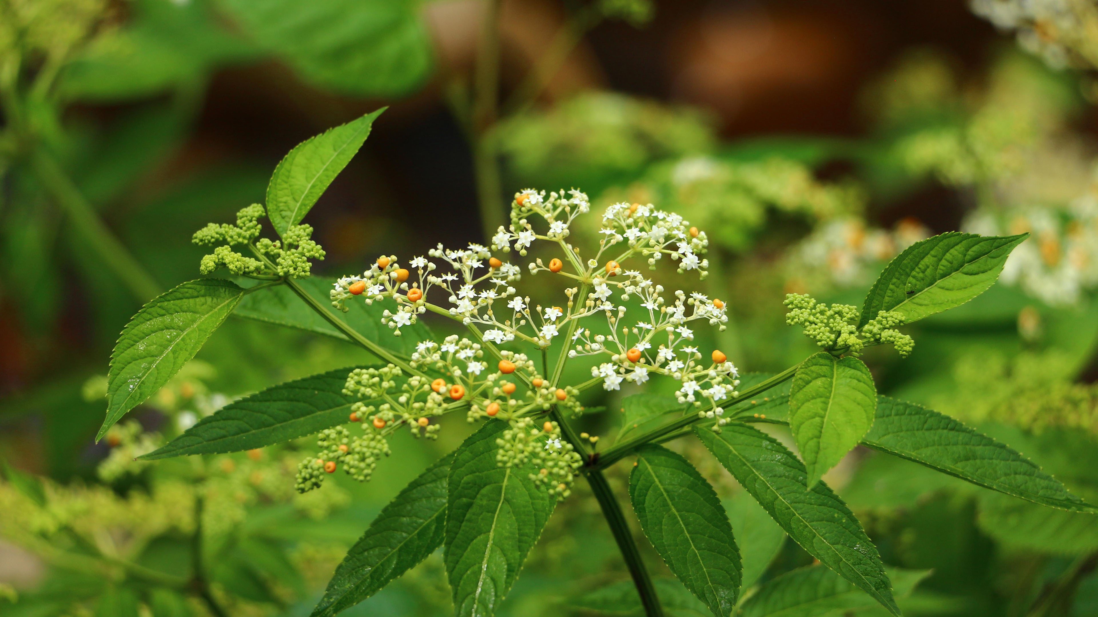 护眼壁纸 凤蝶花 绿色 植物