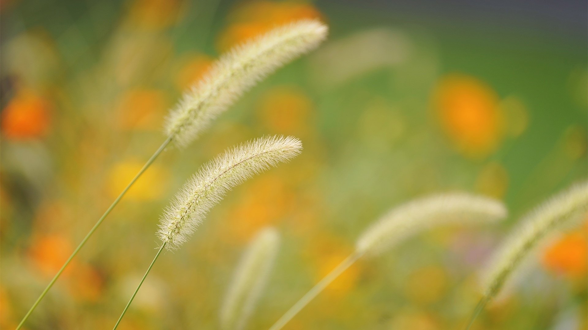 清新淡雅 狗尾巴 虚景