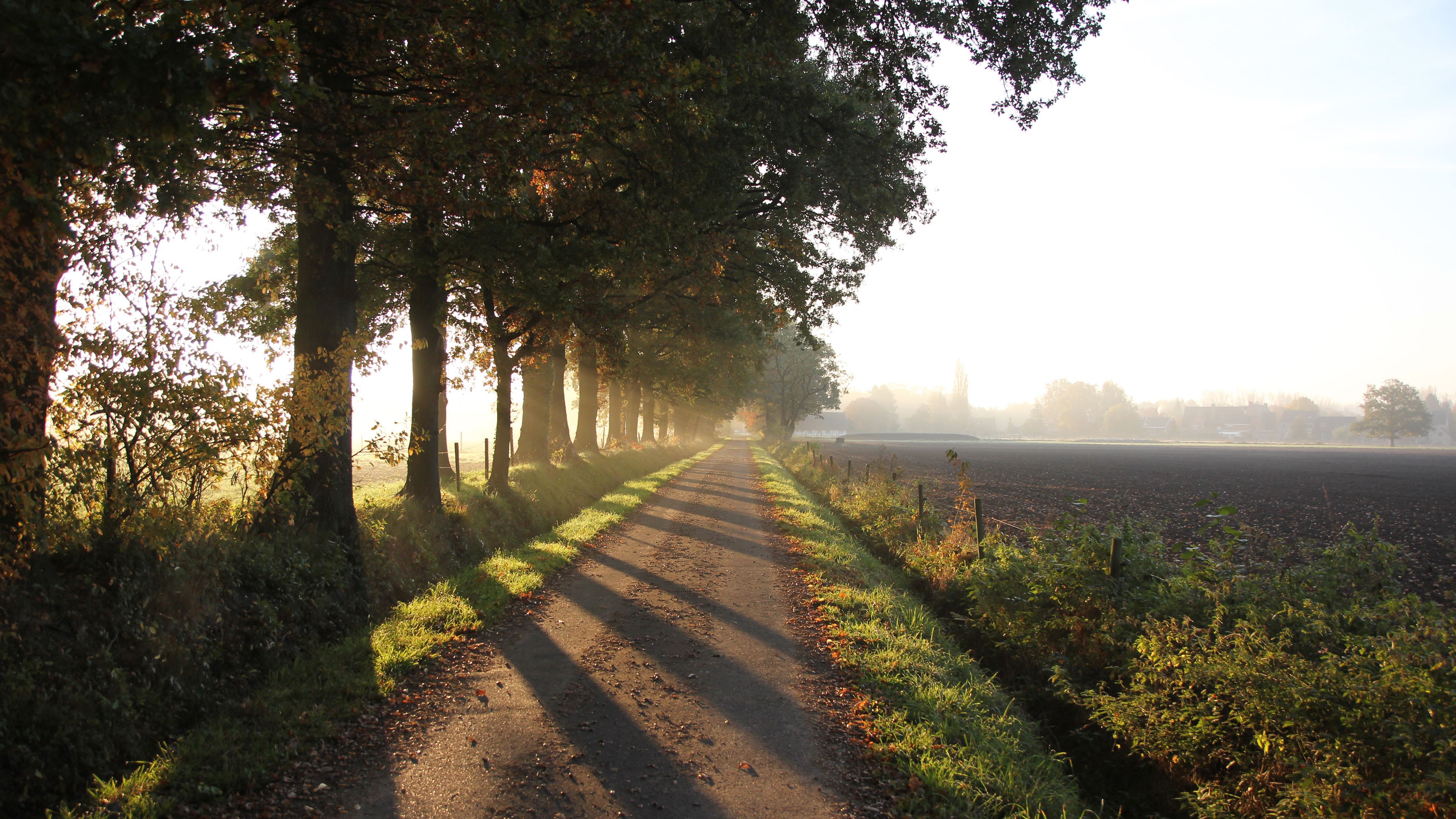 清晨 田野 笔直的小路