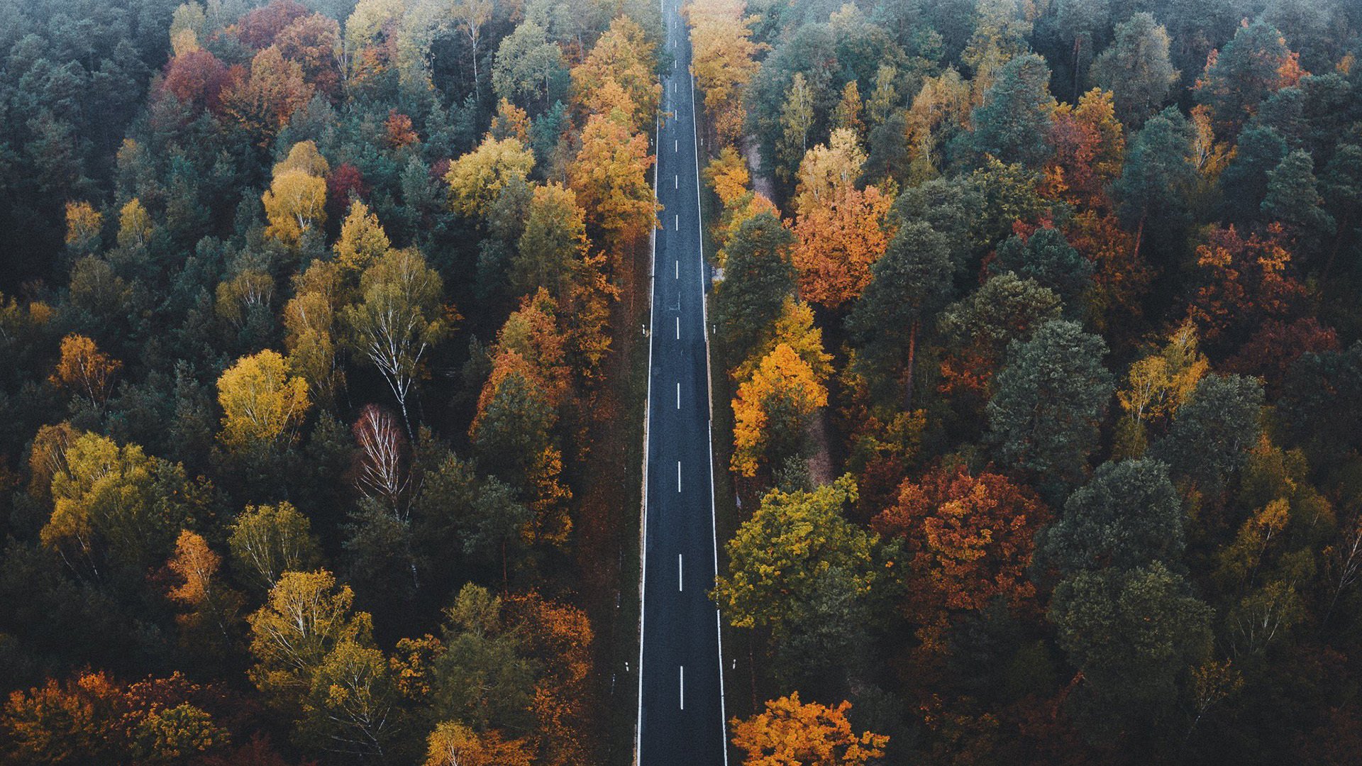 秋意正浓 笔直 公路 森林