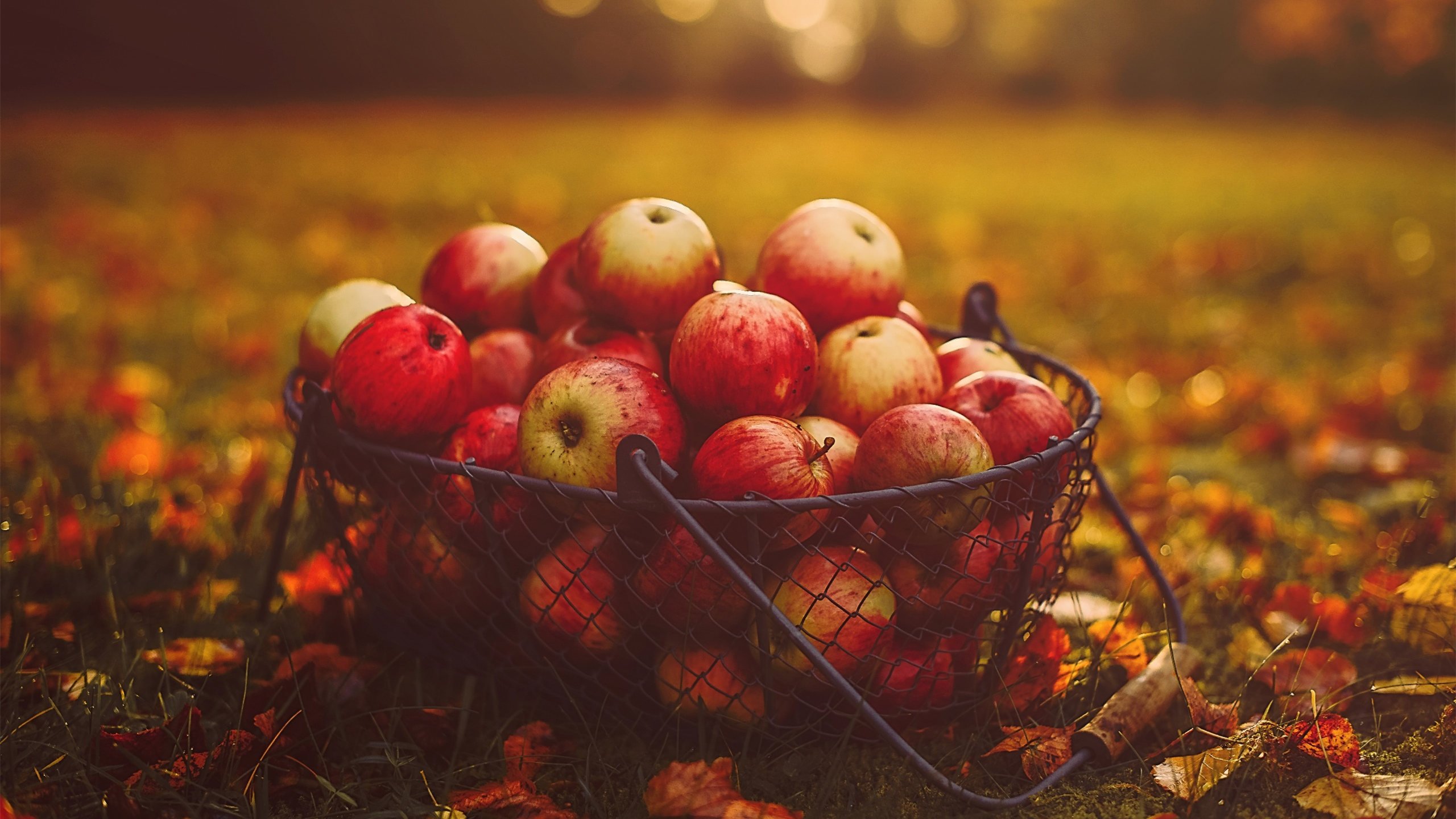动感水果 苹果 秋天 落叶 公园