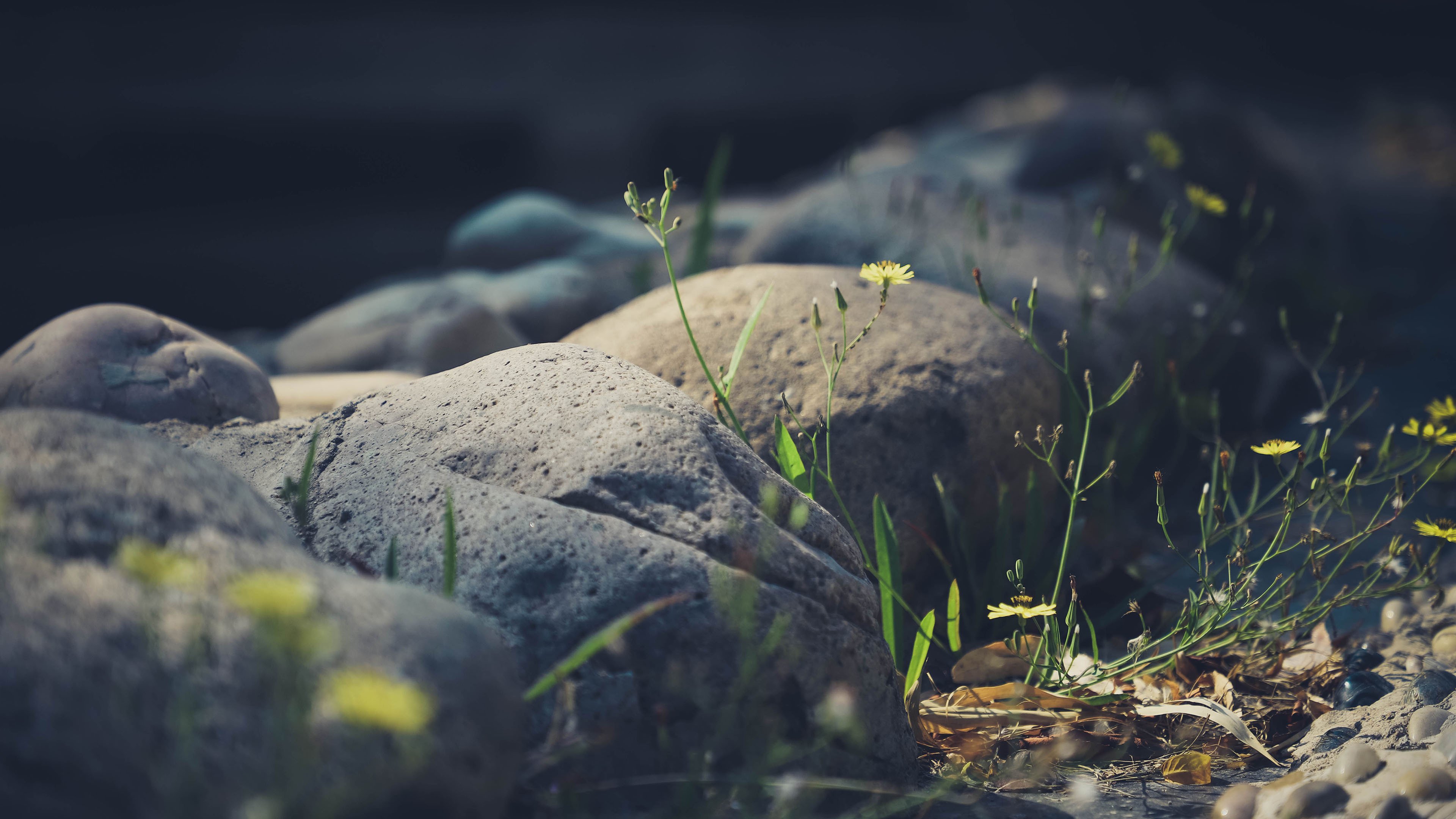 清新淡雅 野花 石头 草地