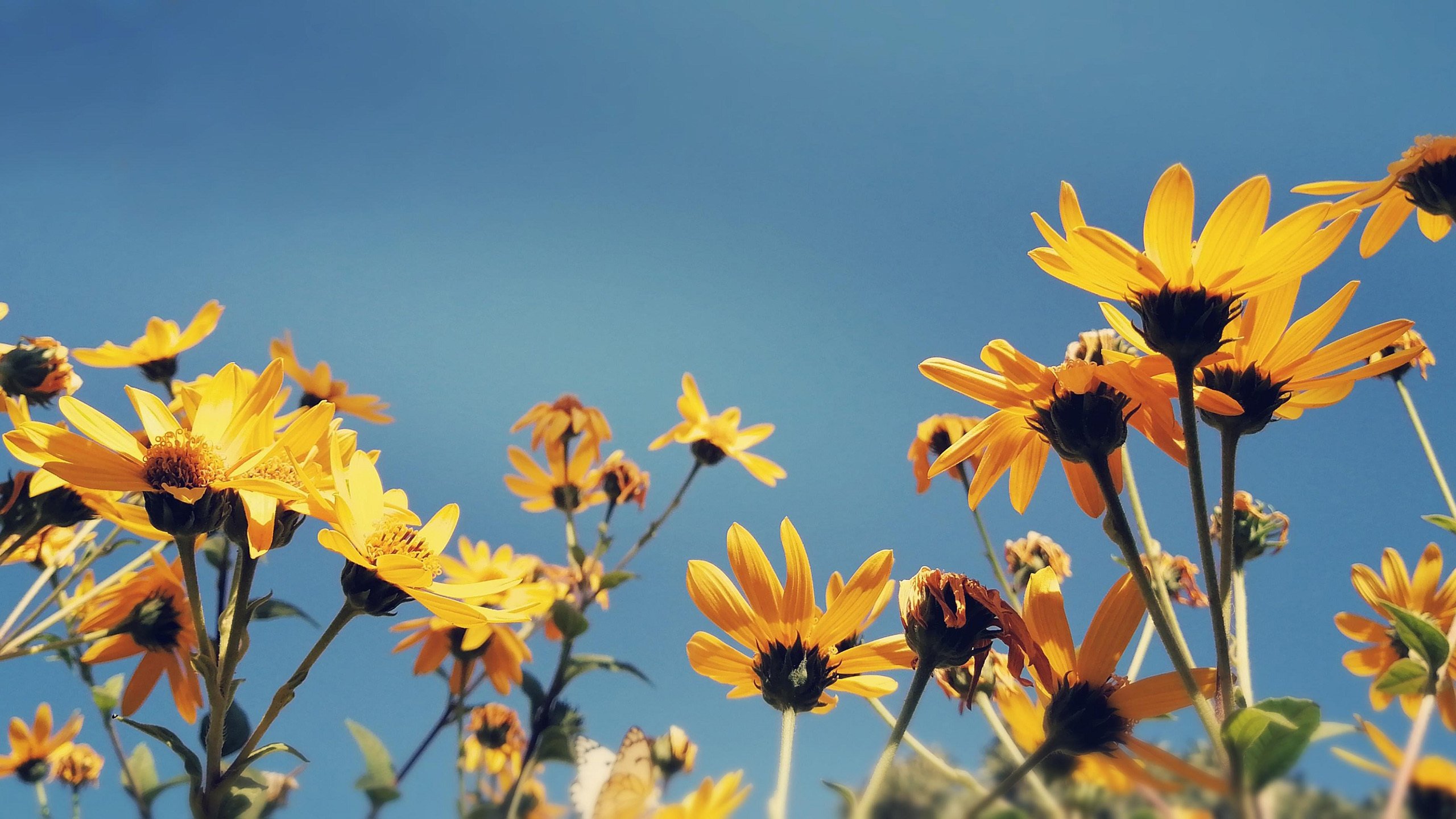 鸟语花香 计划 花丛 黄花