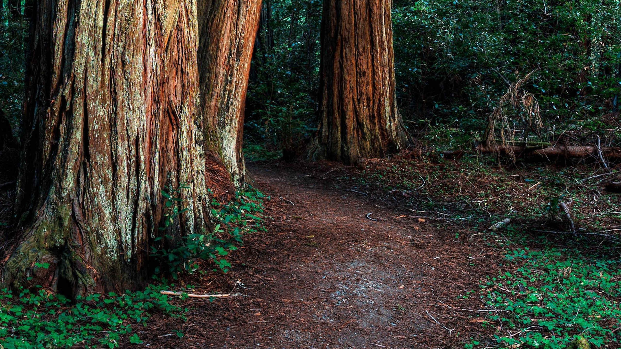 自然风光 树林 森林